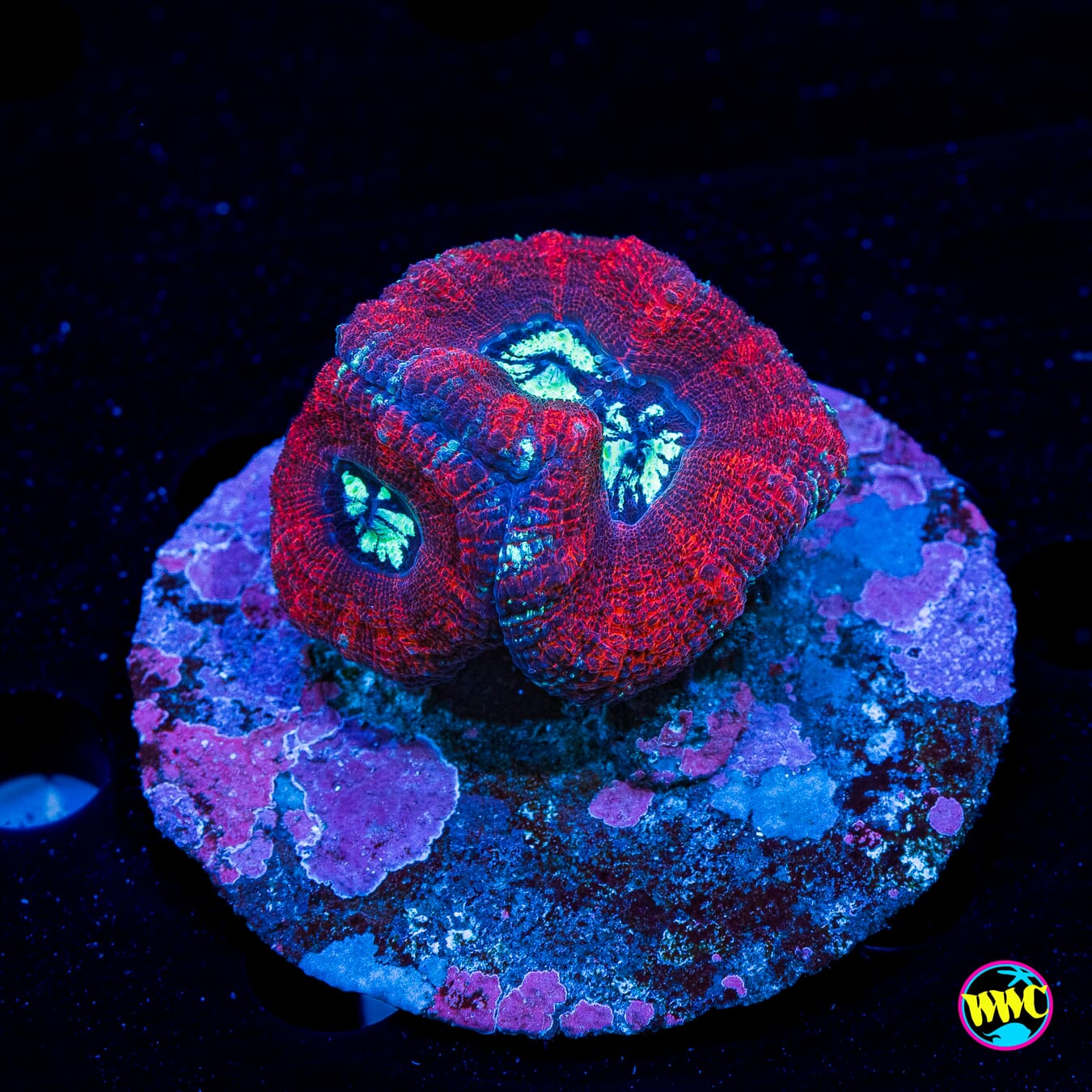 Crimson Croc Island Button Scolymia - Daylight Photo