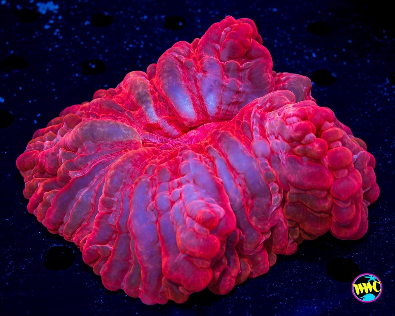 Ruby Red Cynarina - Daylight Photo