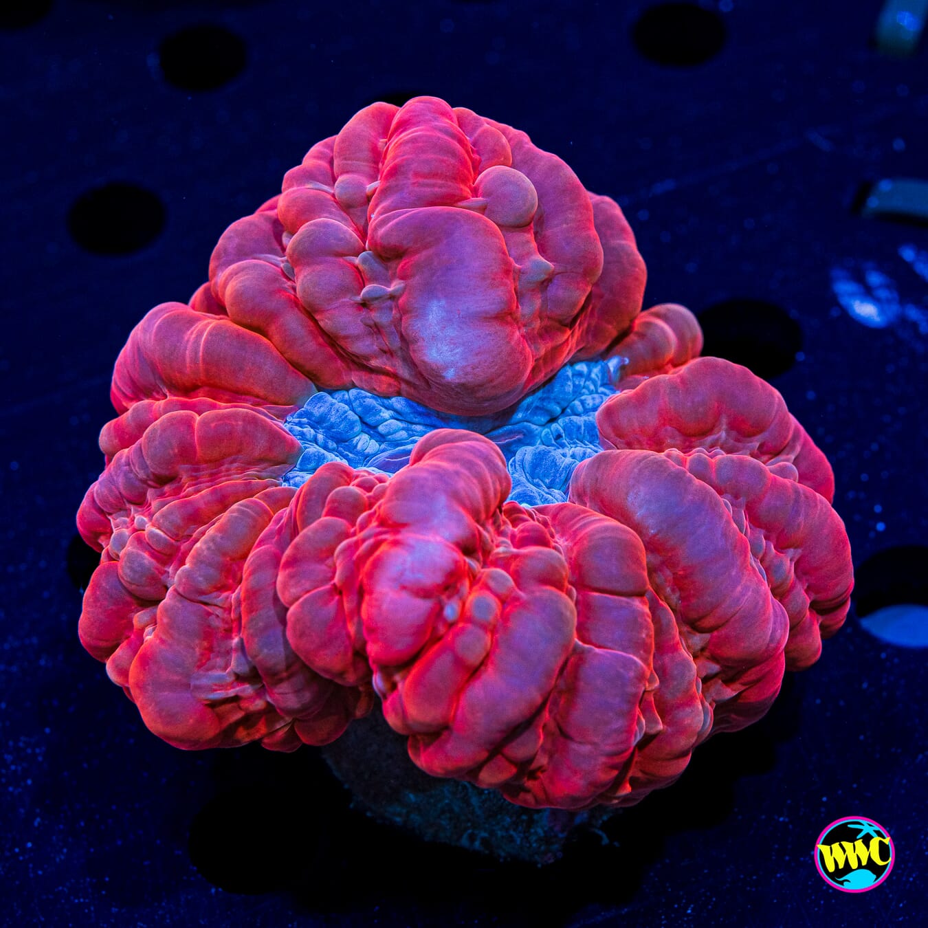 Frozen Core Cynarina - Daylight Photo