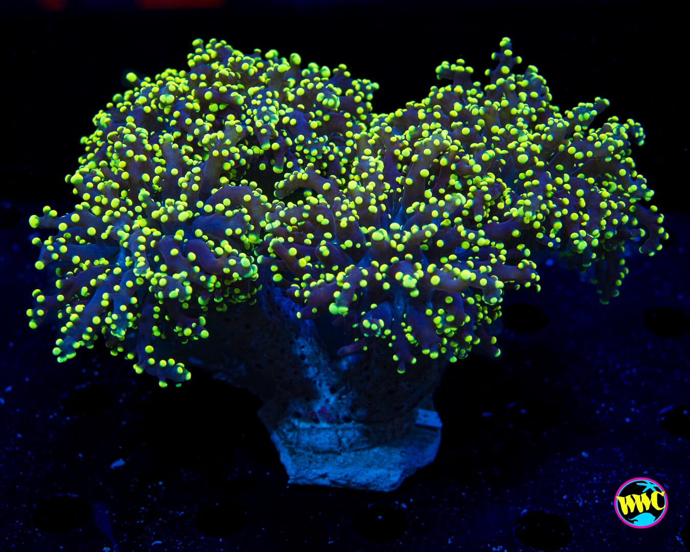 Glowbug Branching Frogspawn - Daylight Photo