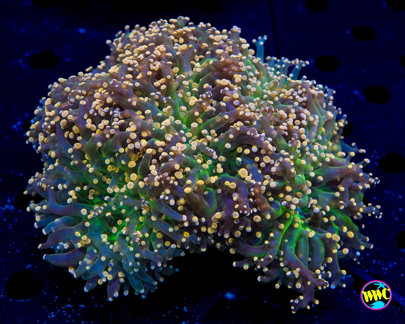 Lot of Peaches Branching Frogspawn - Daylight Photo