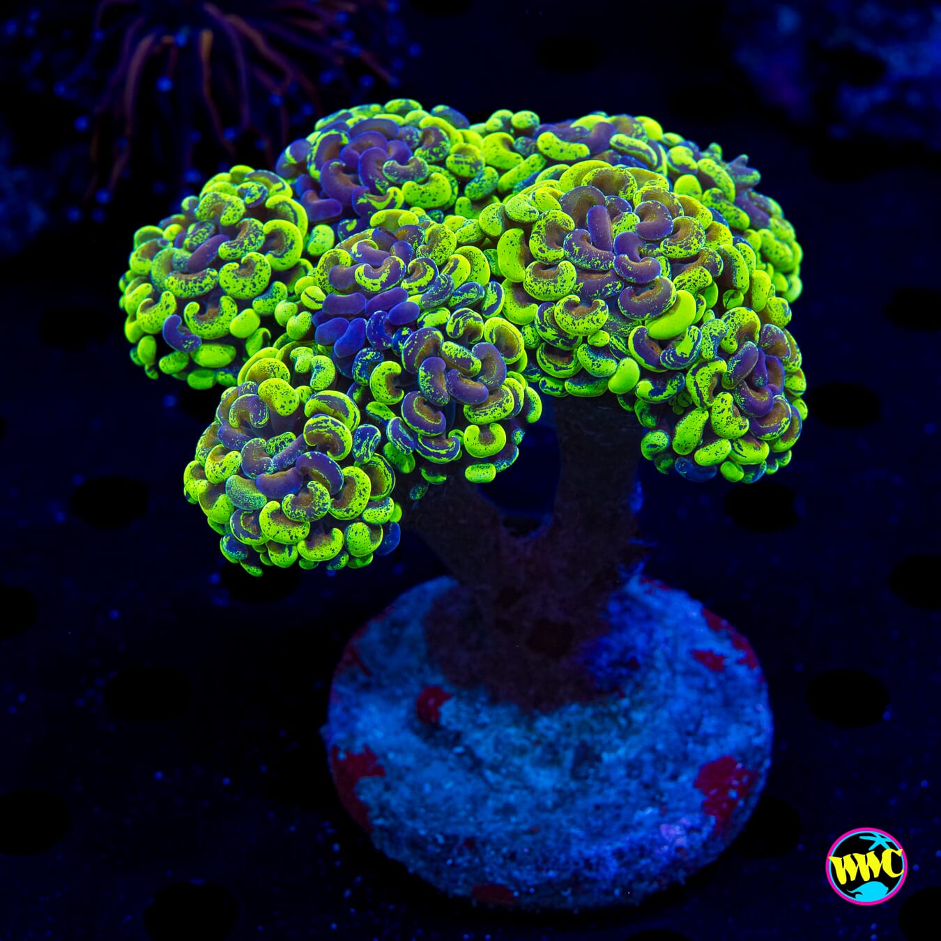 Golden Splatter Branching Hammer - Daylight Photo