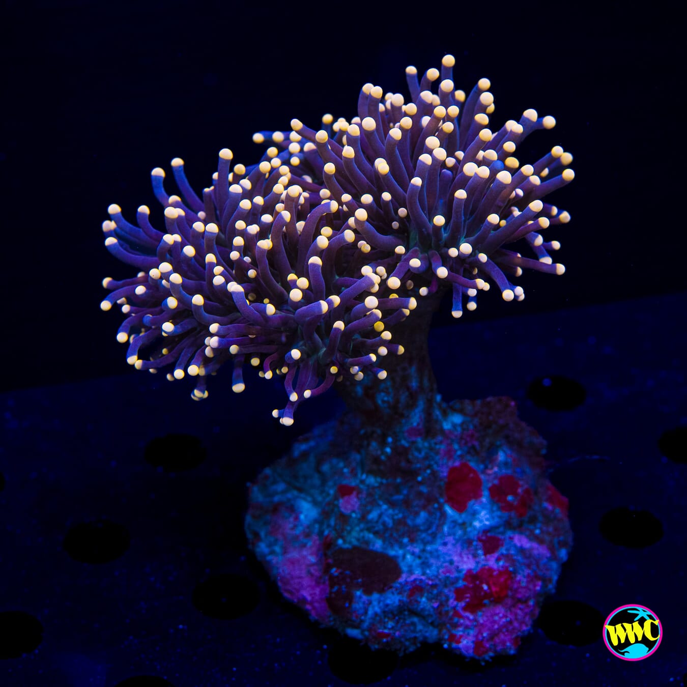 Peach Tipped Torch - Daylight Photo