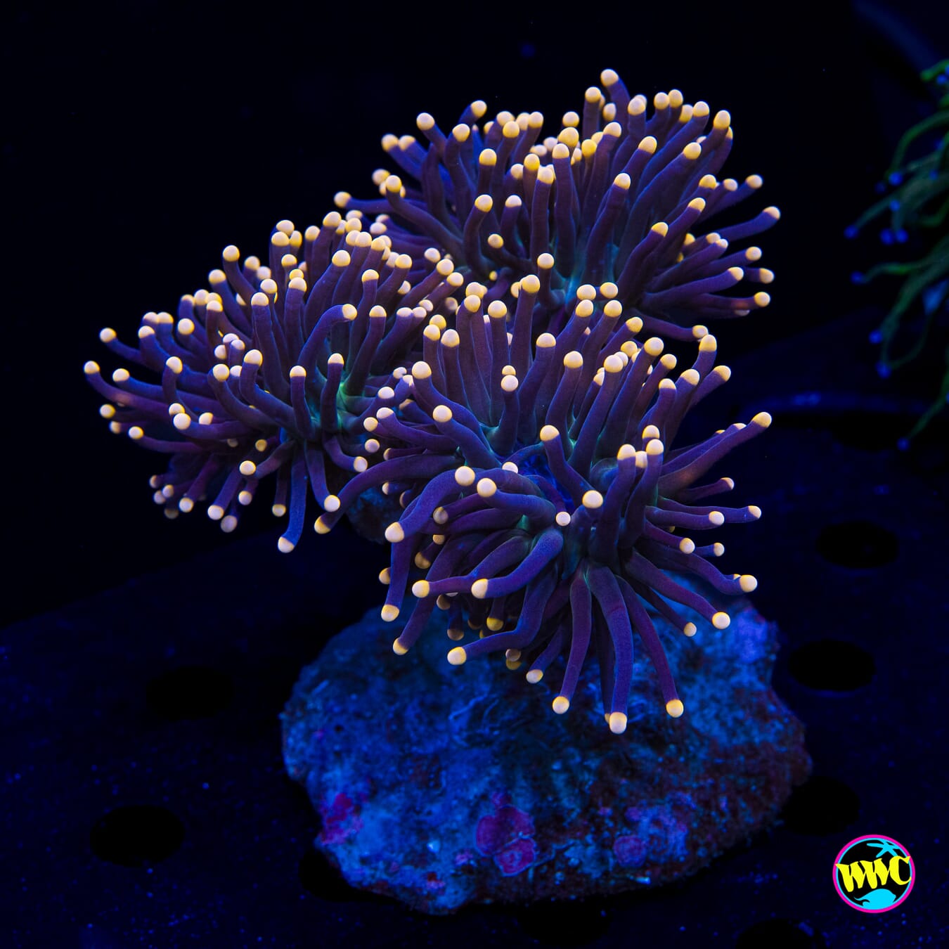 Peach Tipped Torch - Daylight Photo