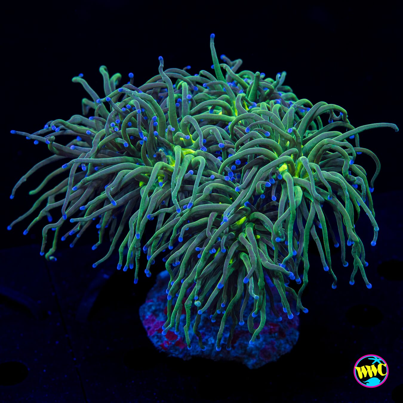 Blue Tipped Torch - Daylight Photo