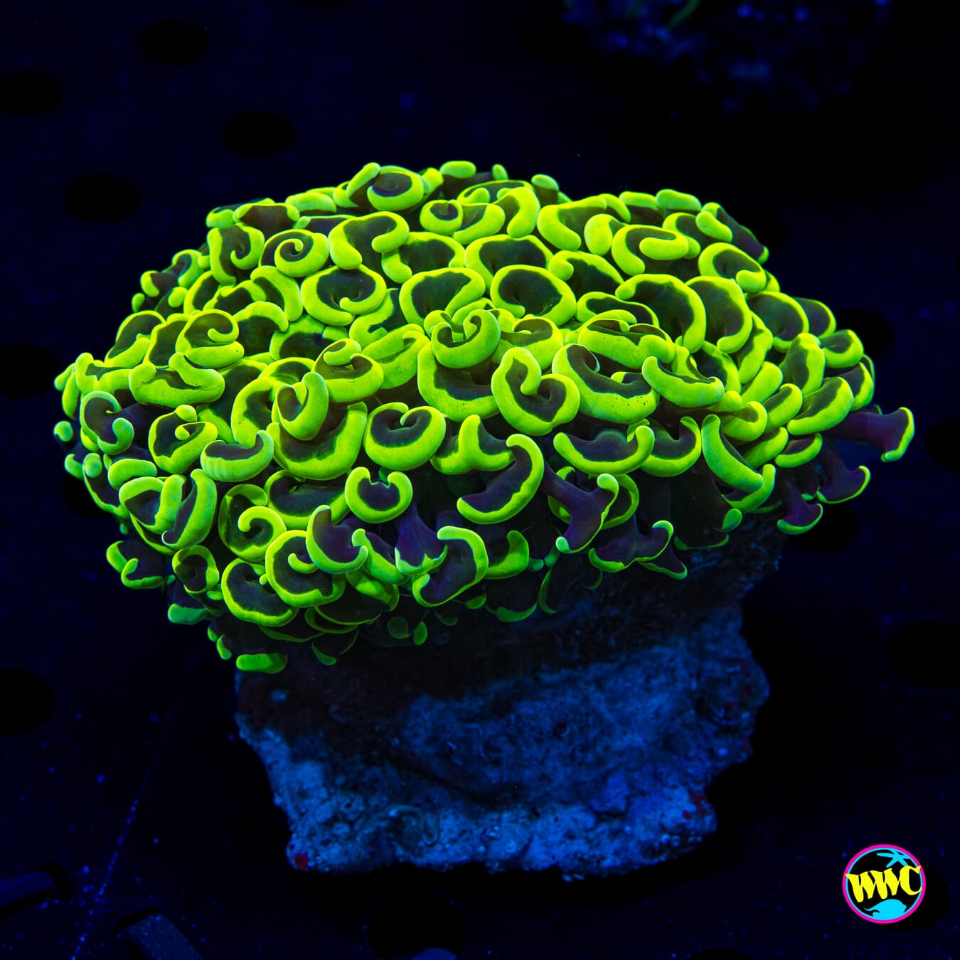 Neon Wall Hammer - Daylight Photo