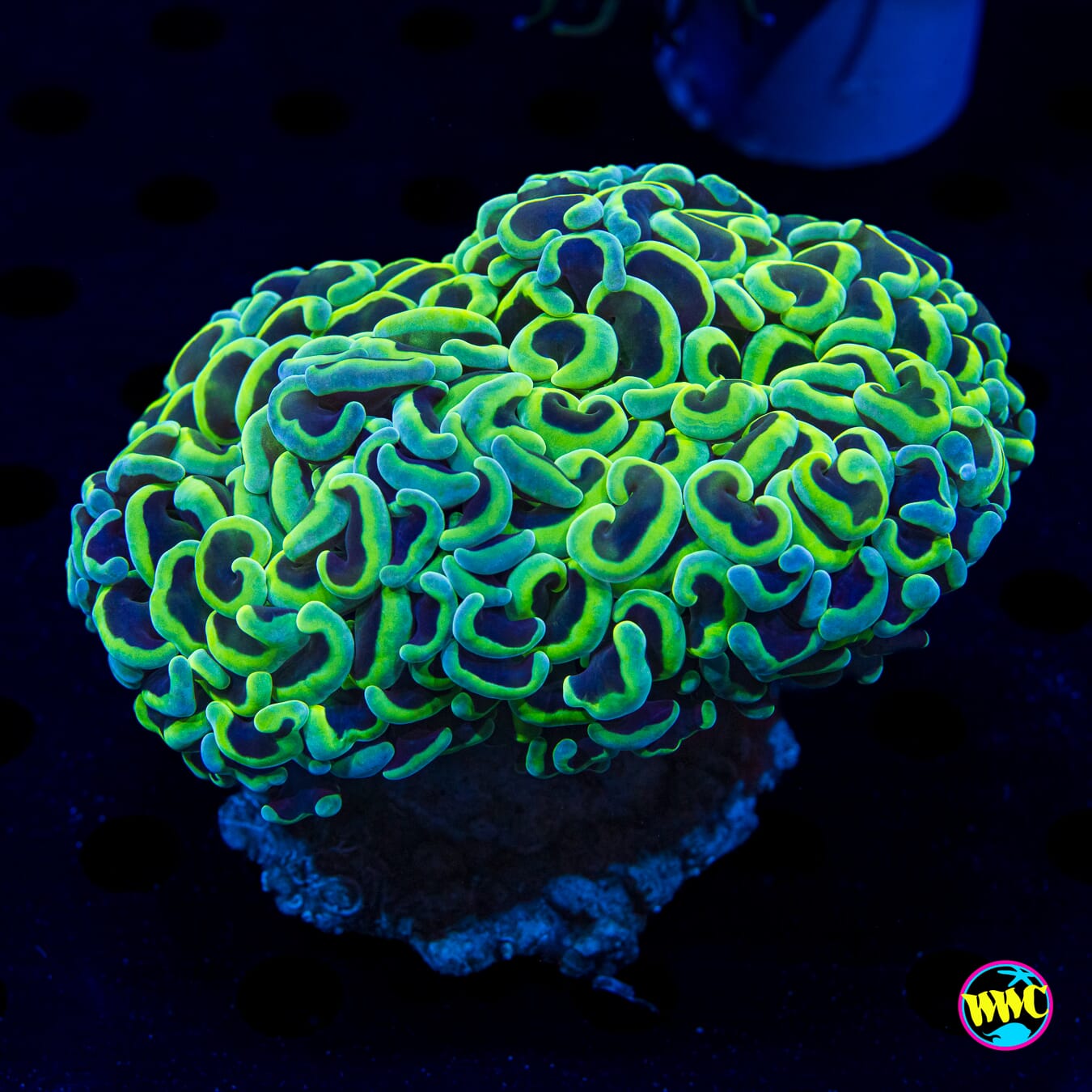 Teal Toned Wall Hammer - Daylight Photo