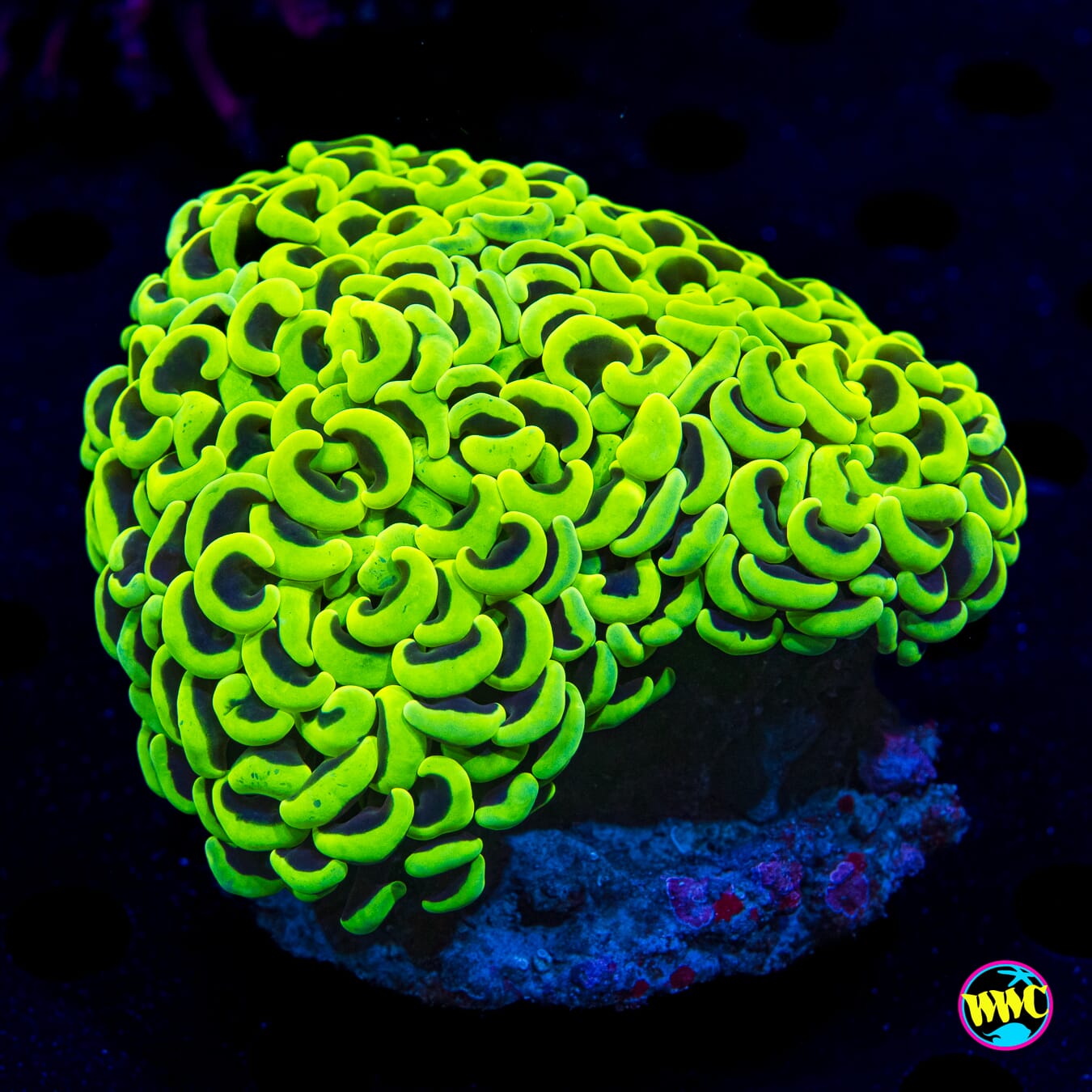 Neon Wall Hammer - Daylight Photo