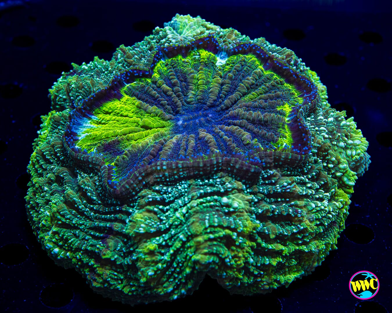 Limerang Acanthophyllia - Daylight Photo