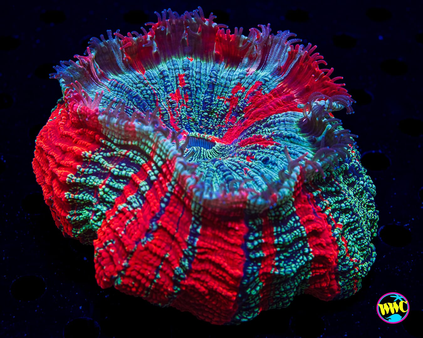 Patriotic Acanthophyllia - Daylight Photo