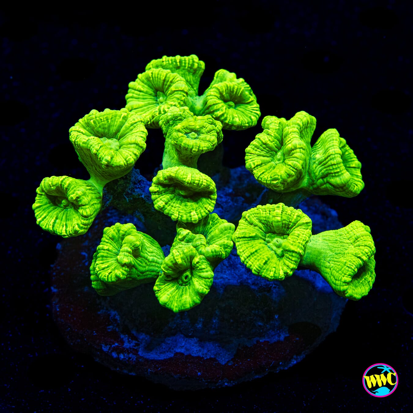 Kryptonite Candy Canes - Daylight Photo
