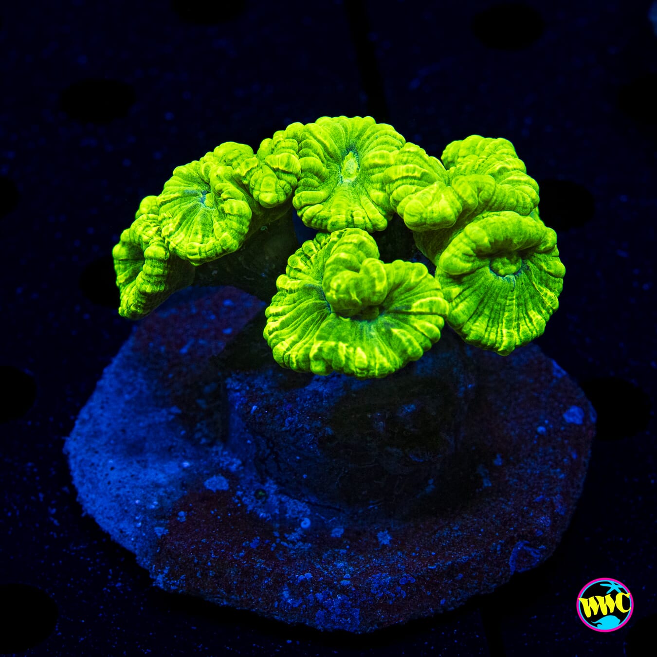 Kryptonite Candy Canes - Daylight Photo