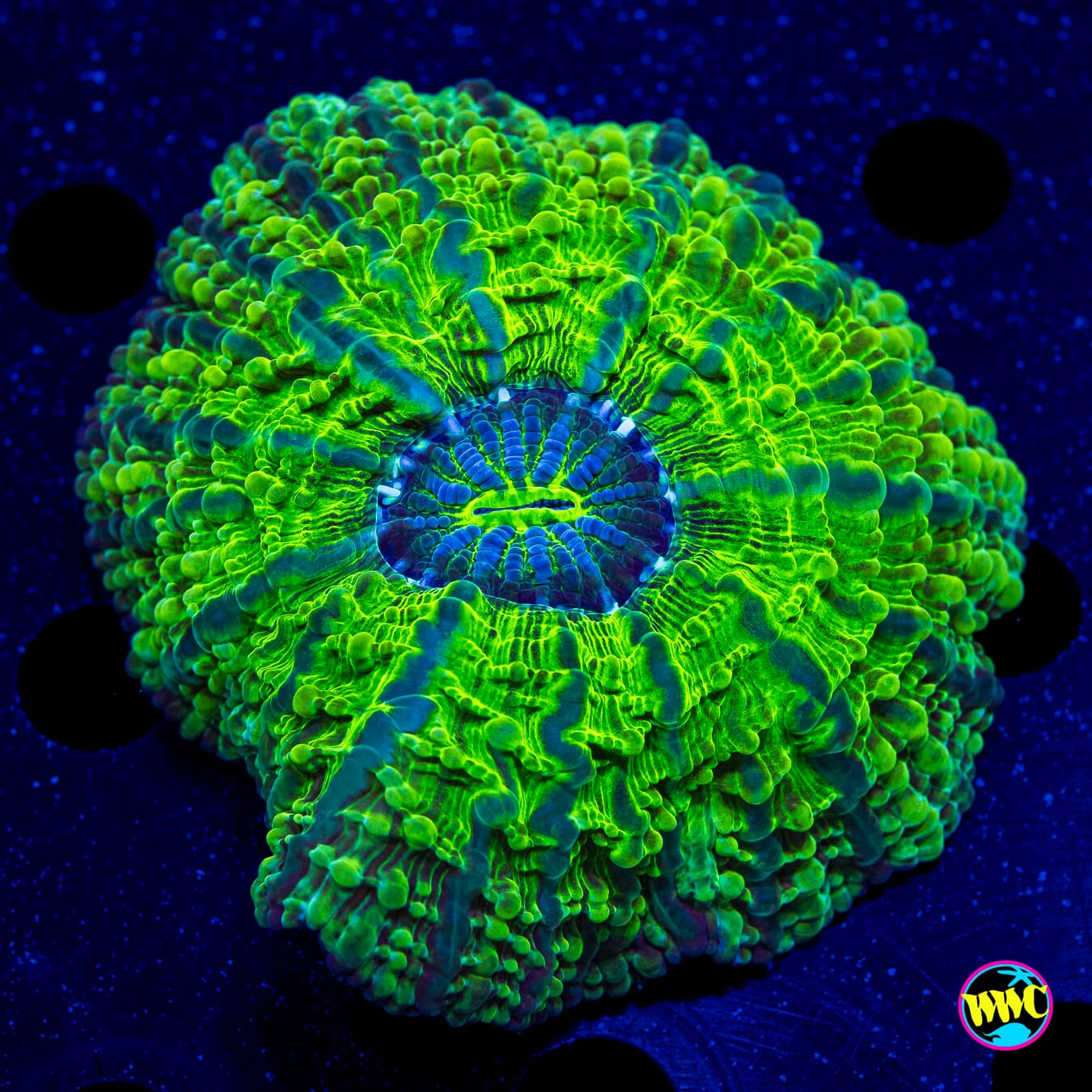 Nuclear Cynarina - Daylight Photo