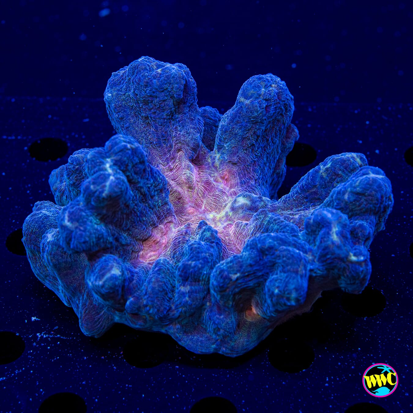 Nebula Pectinia - Daylight Photo