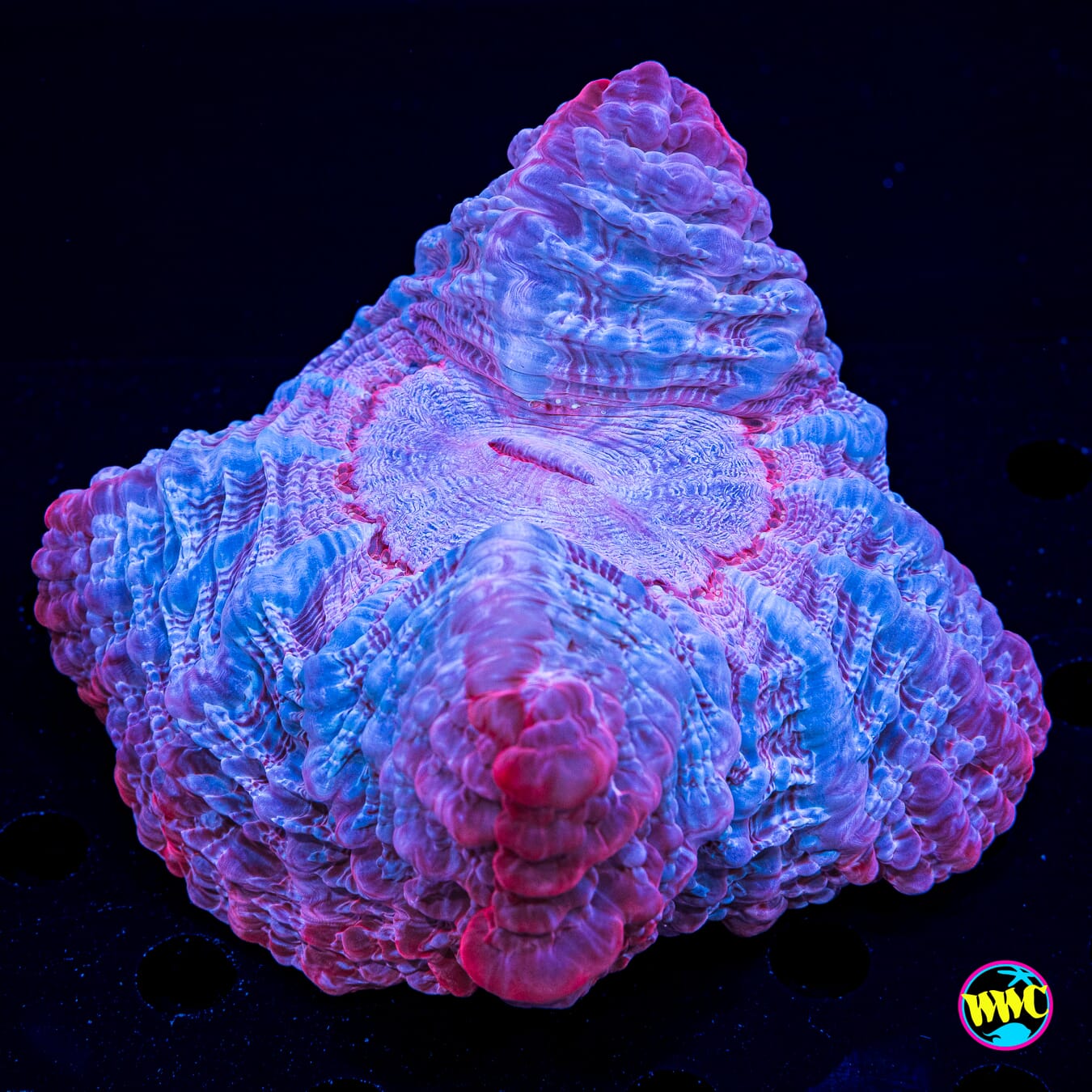 Strawberry Smoothie Indophyllia - Daylight Photo