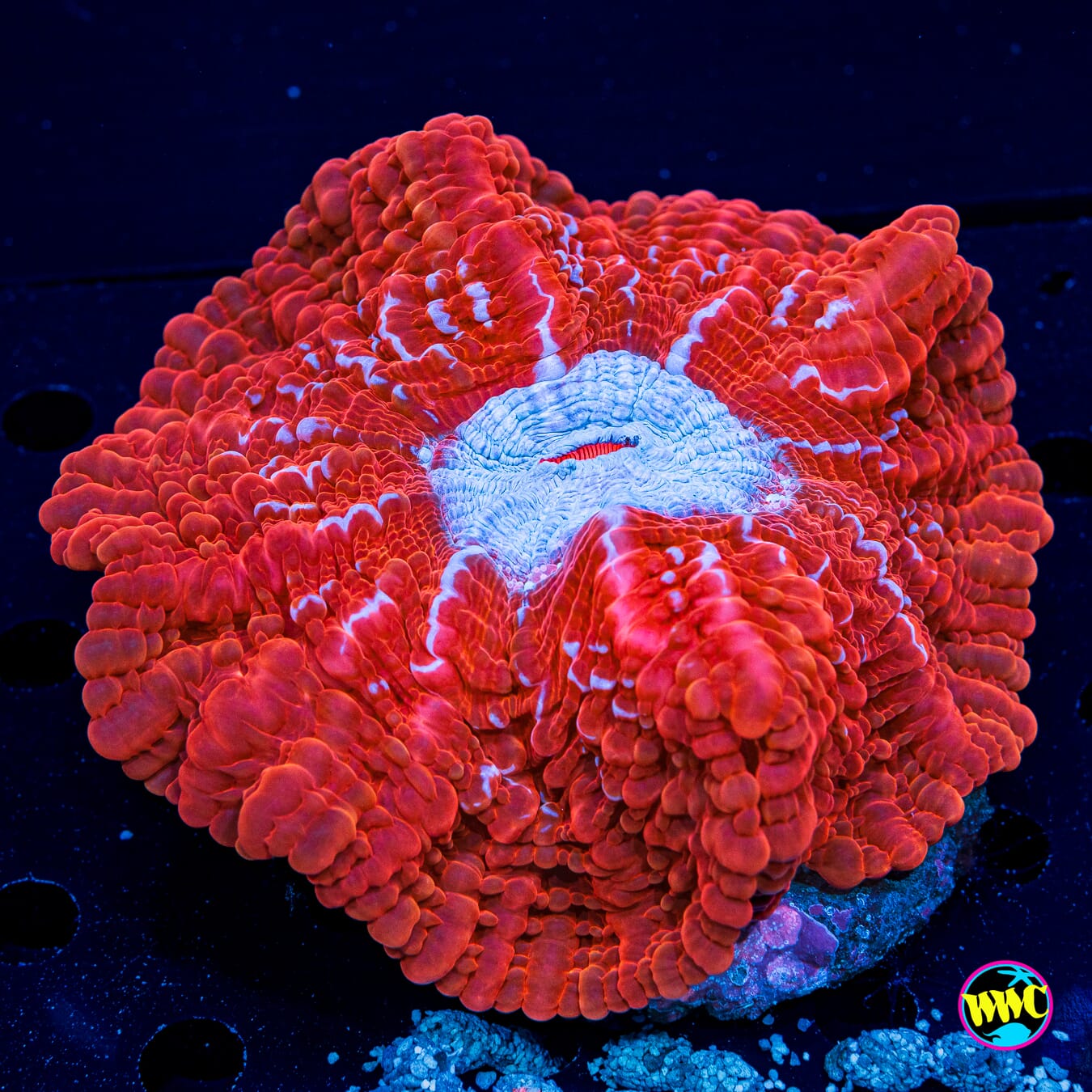 Heart Throb Indophyllia - Daylight Photo