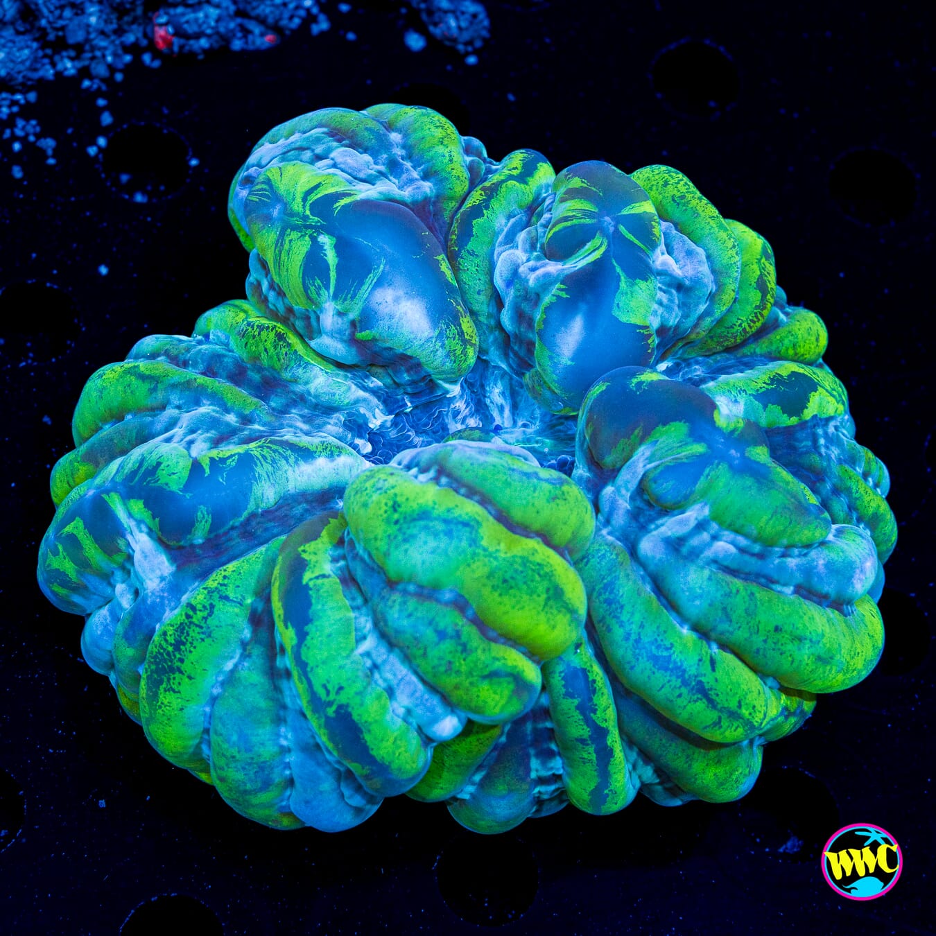 Camo Chameleon Cynarina - Daylight Photo