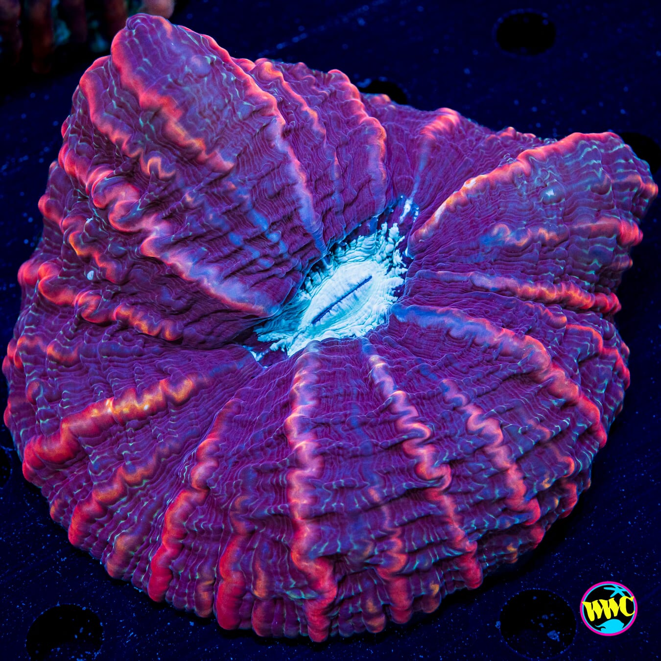 Berrylicious Indophyllia - Daylight Photo