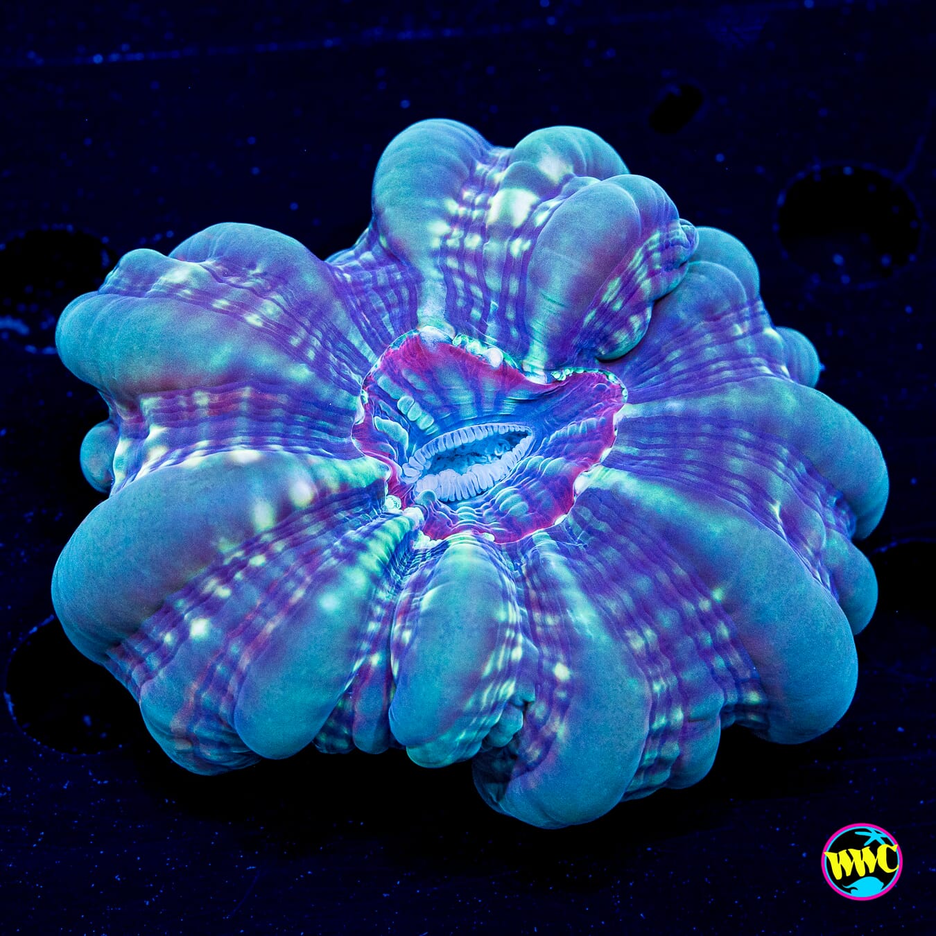Snowflake Cynarina - Daylight Photo