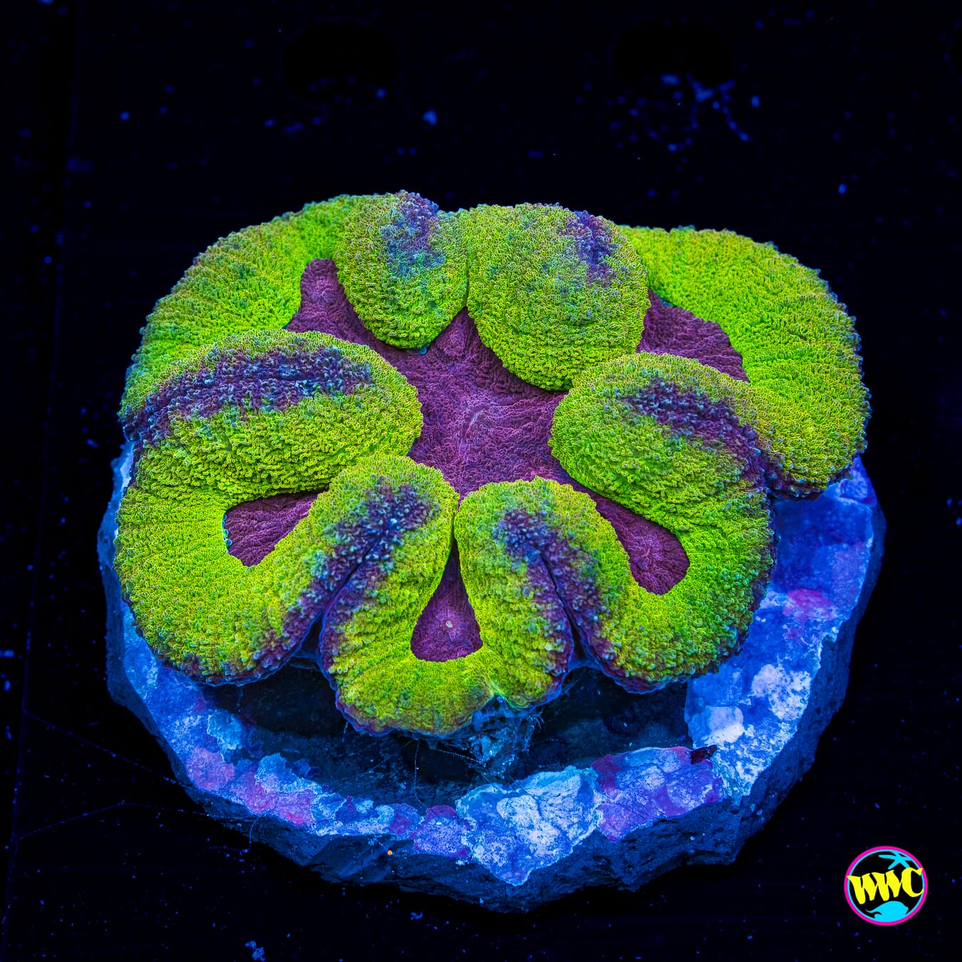 Lemon Berry Symphyllia - Daylight Photo