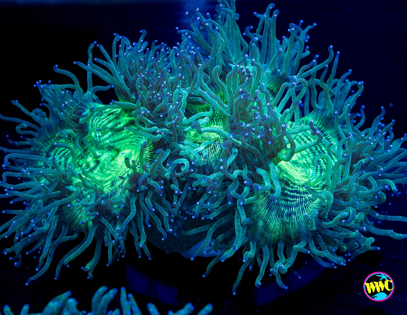 Blue Tipped Elegance - Daylight Photo