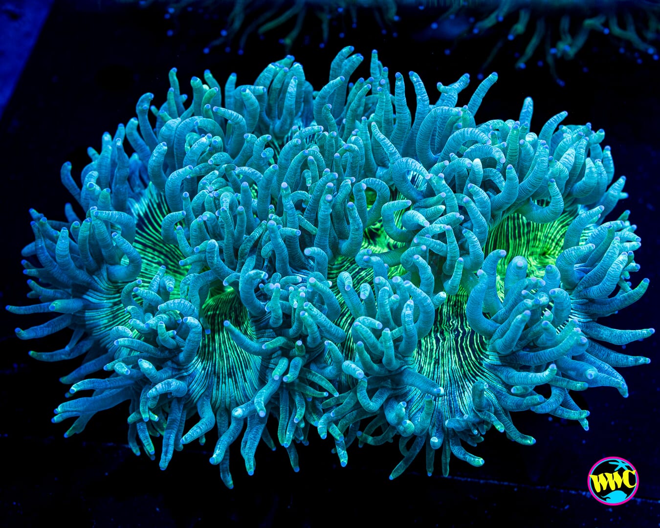 Super Teal Elegance - Daylight Photo