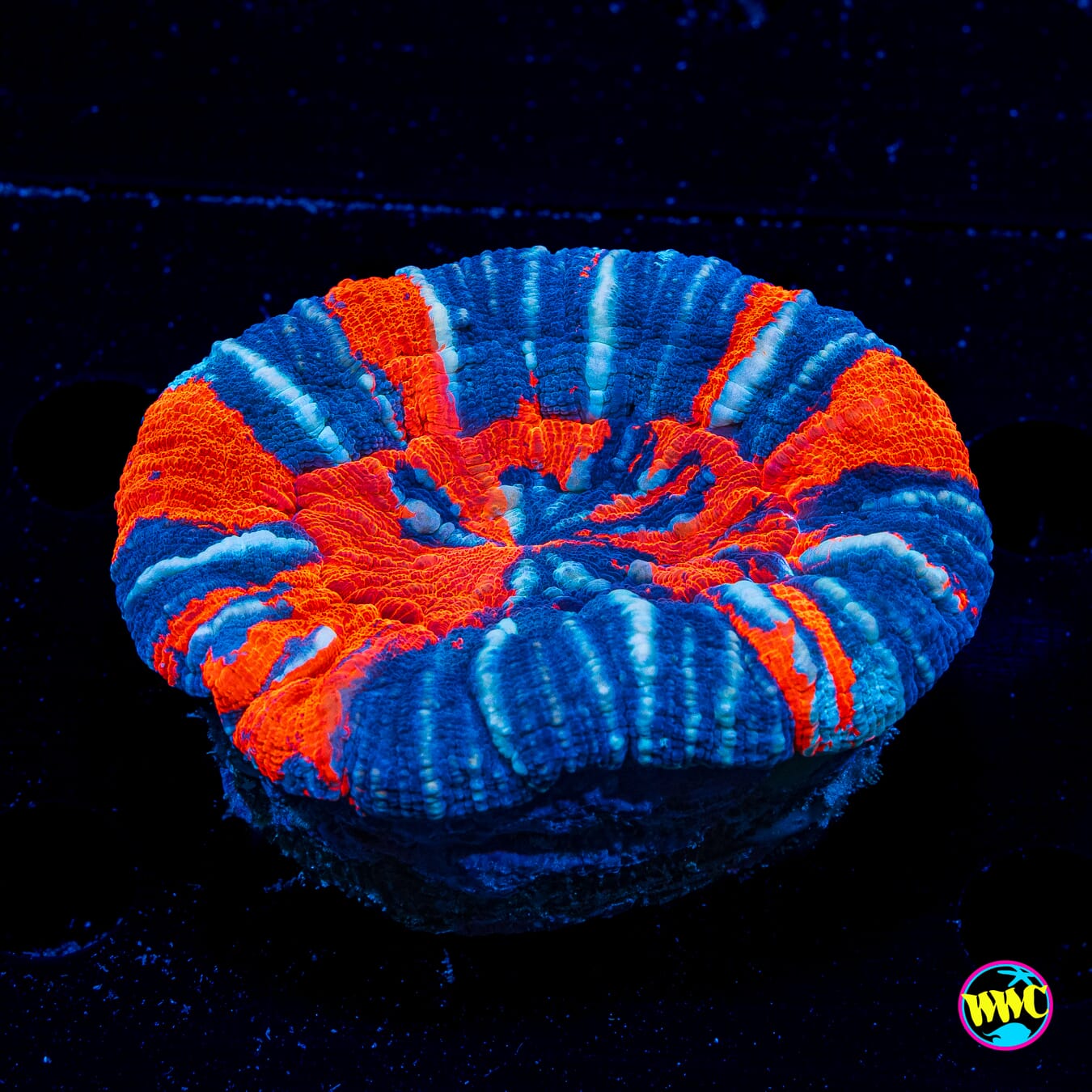 Frosted Warpaint Scolymia - Daylight Photo