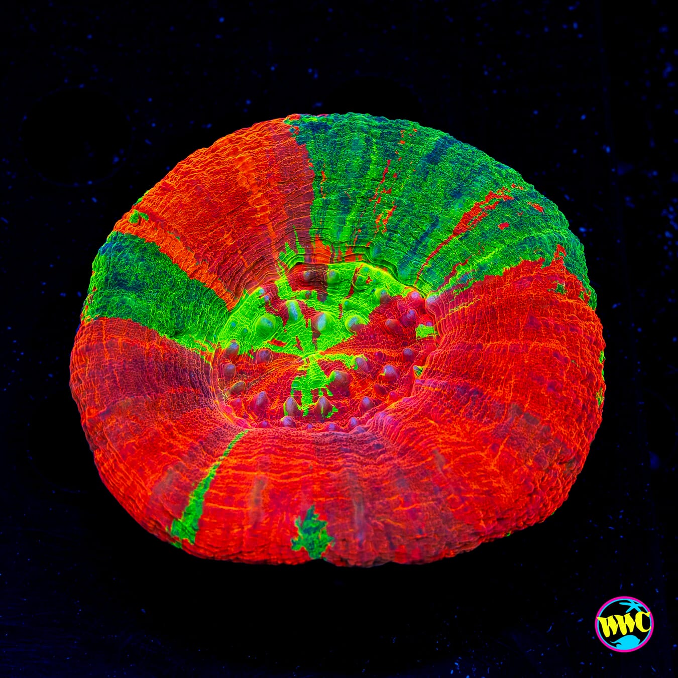 Ying and Yang Bleeding Apple Scolymia - Daylight Photo