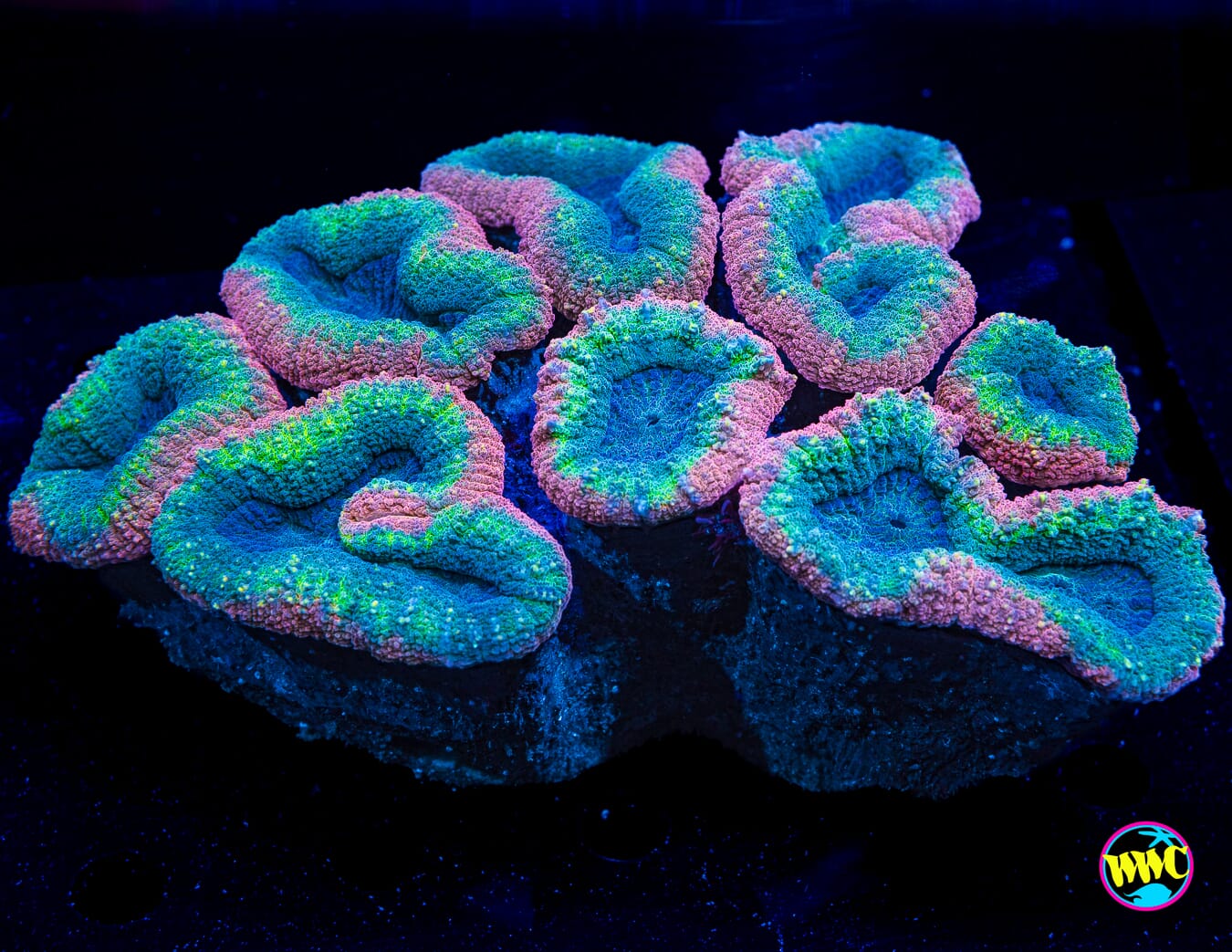 Rasta Lobophyllia - Daylight Photo