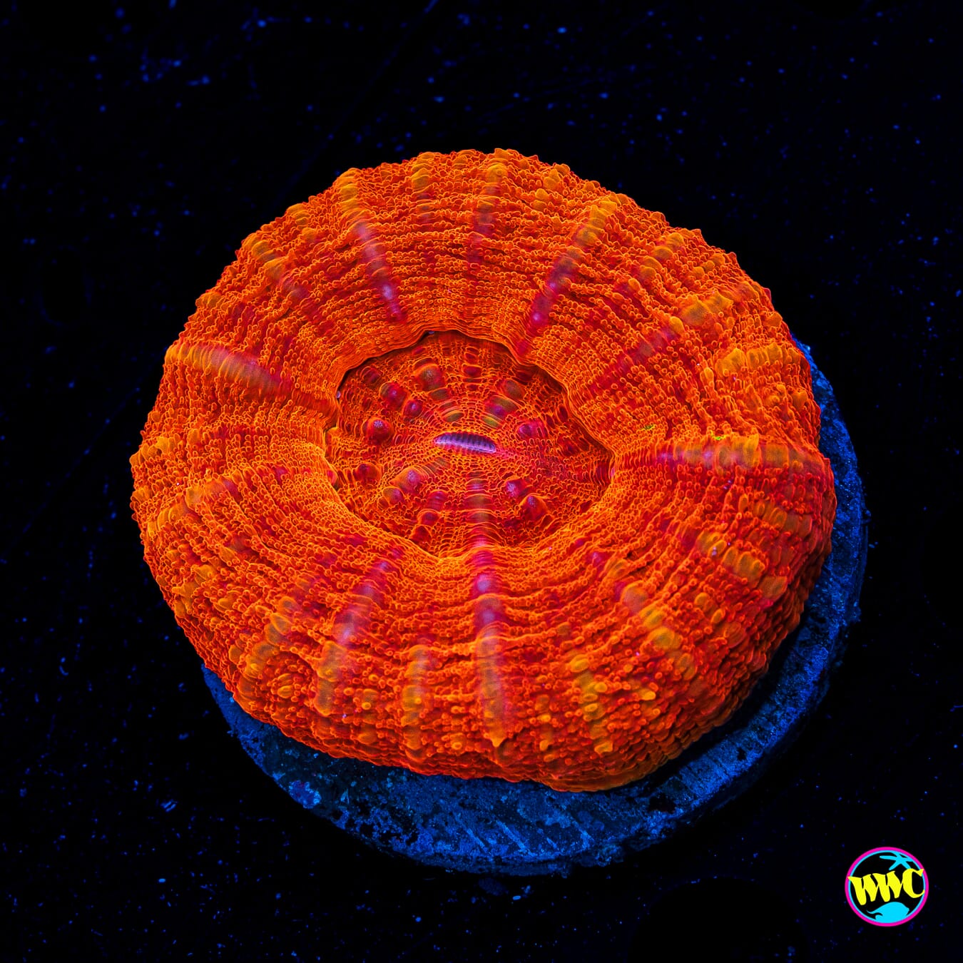 Fireball Scolymia - Daylight Photo