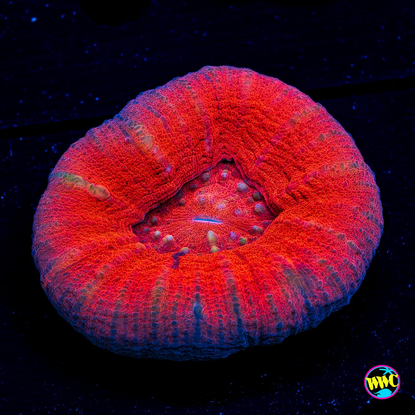 Bleeding Nightmare Scolymia - Daylight Photo