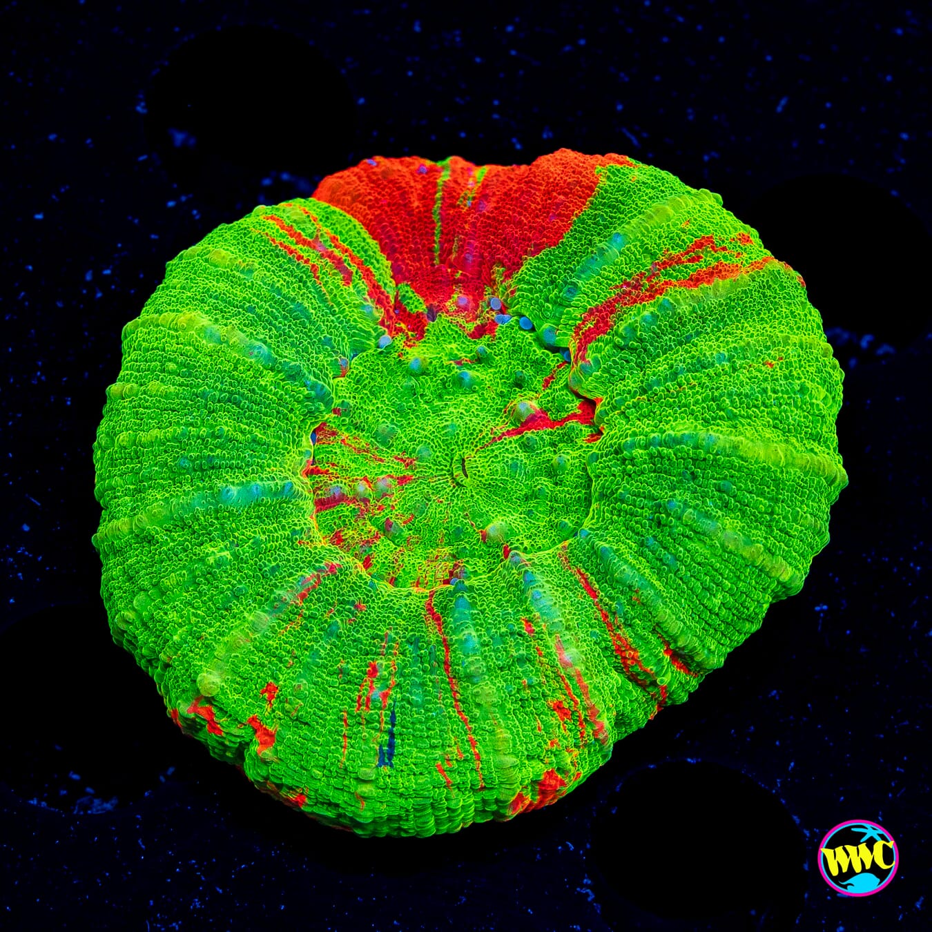 Bleeding Apple Scolymia - Daylight Photo