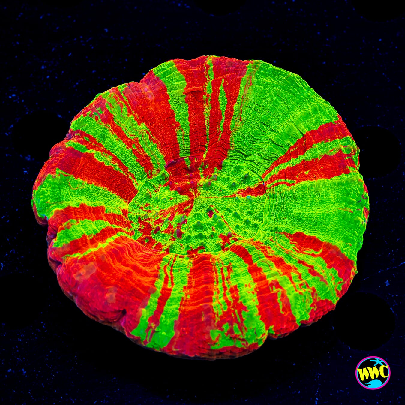 Super Bleeding Apple Scolymia - Daylight Photo