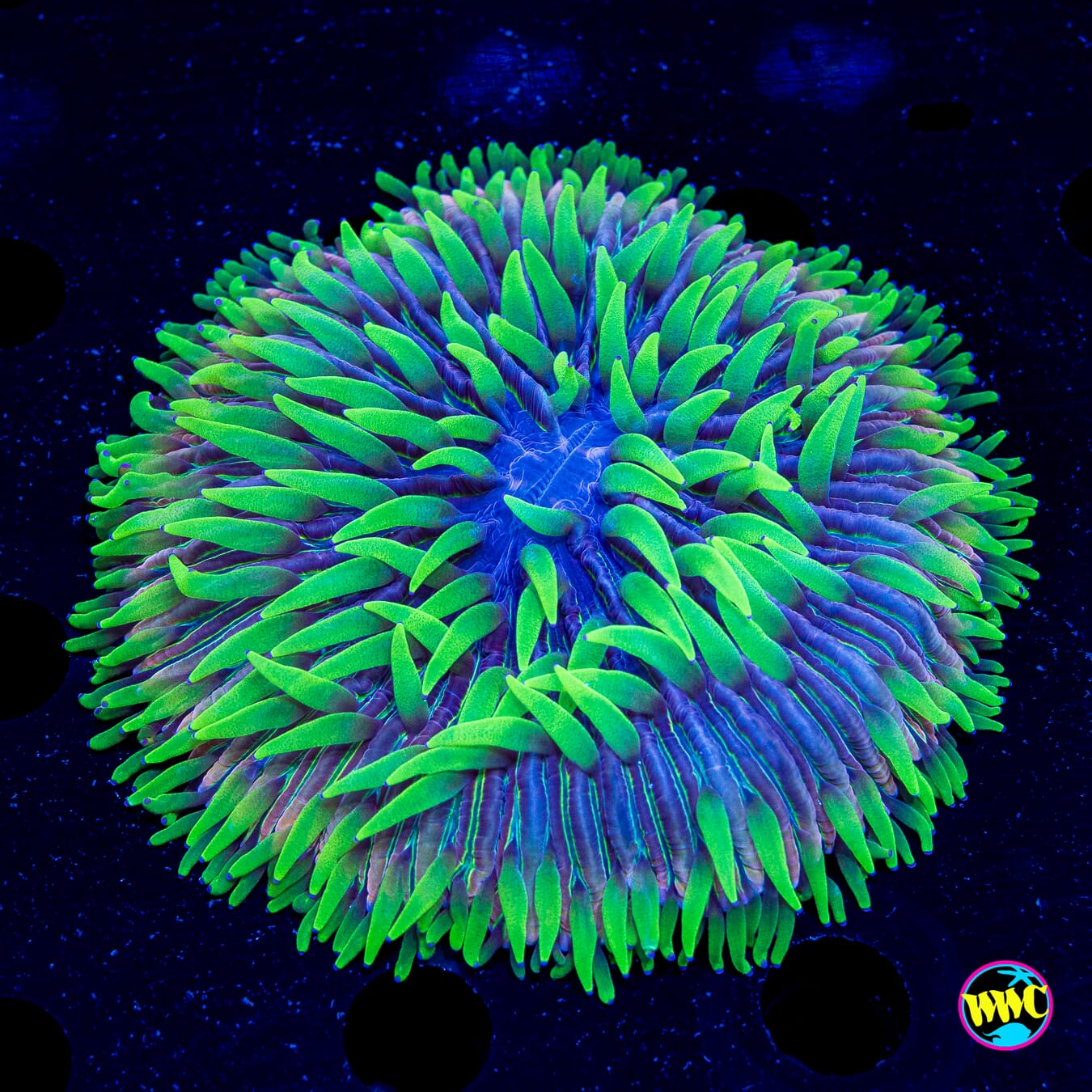 Neon Zebra Plate - Daylight Photo