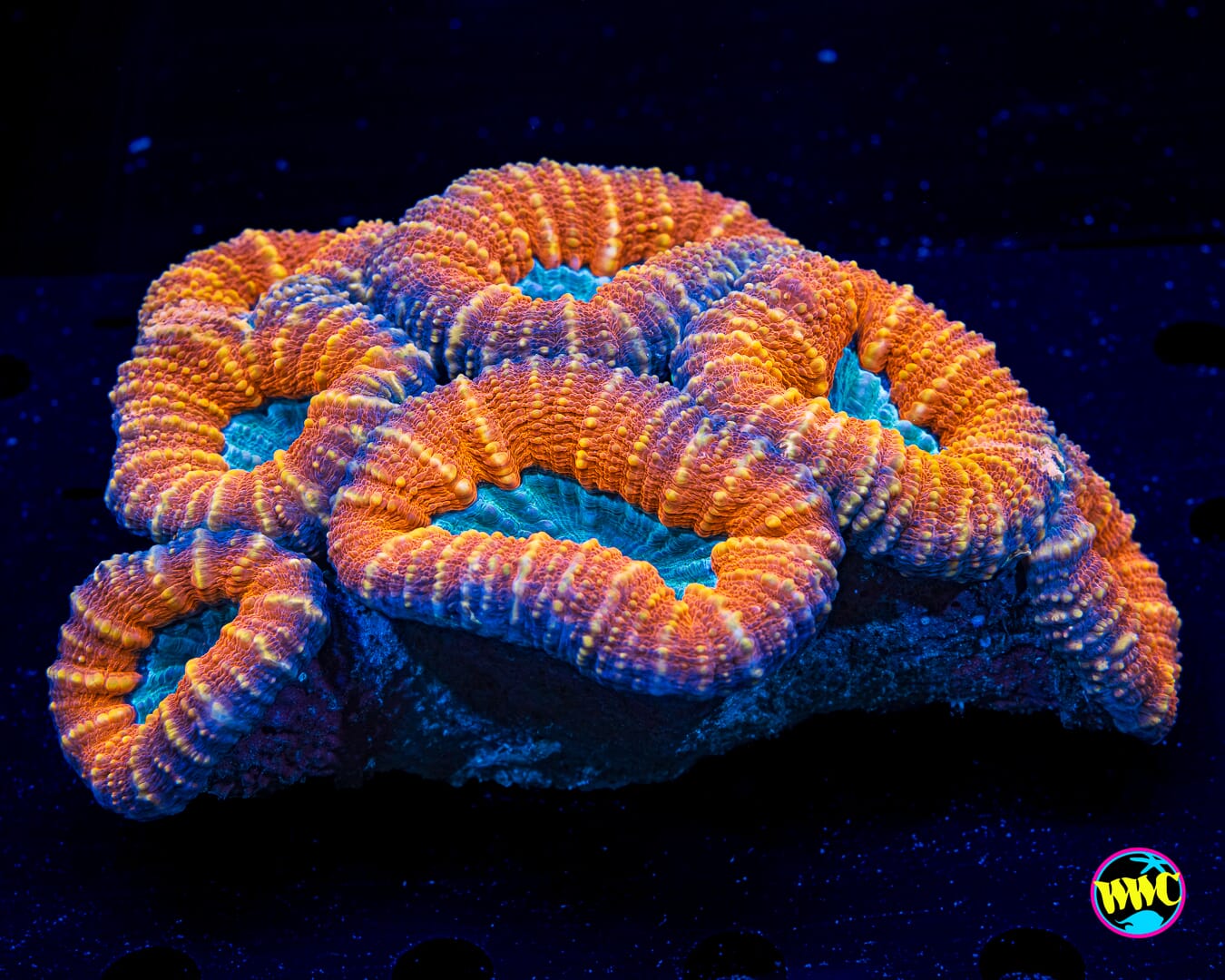 Orangeade Lobophyllia - Daylight Photo