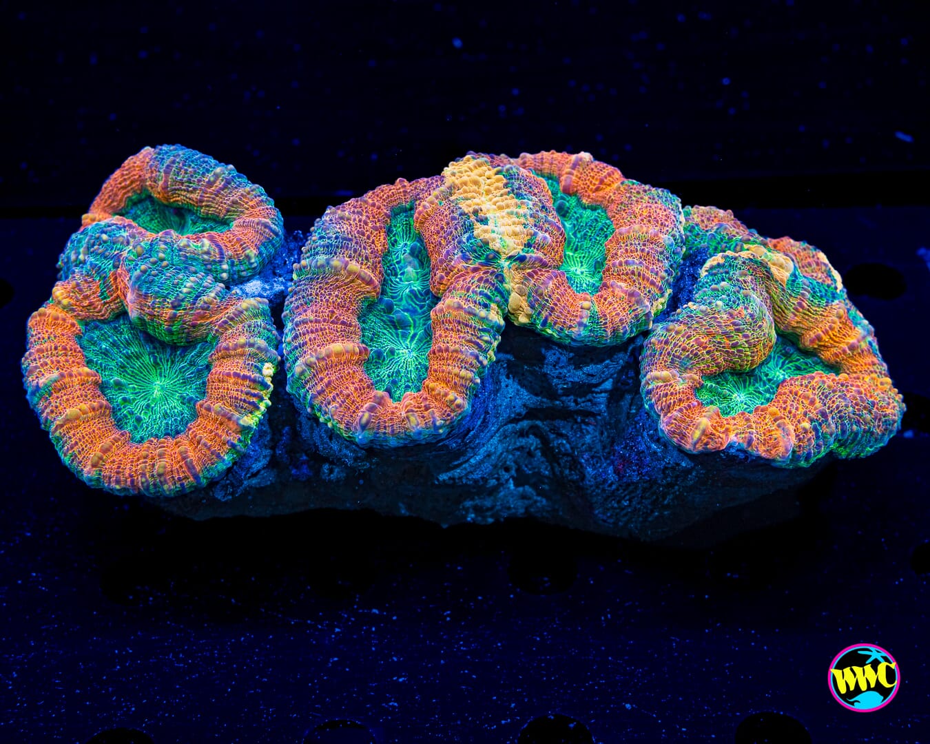 Earthen Ring Lobophyllia - Daylight Photo