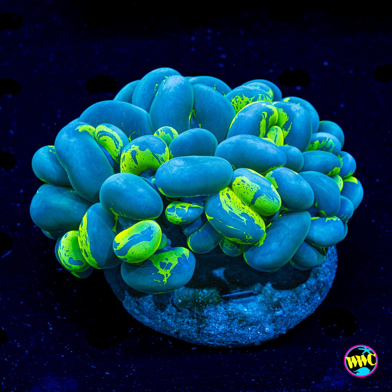 Reverse Splatter Bubble - Daylight Photo