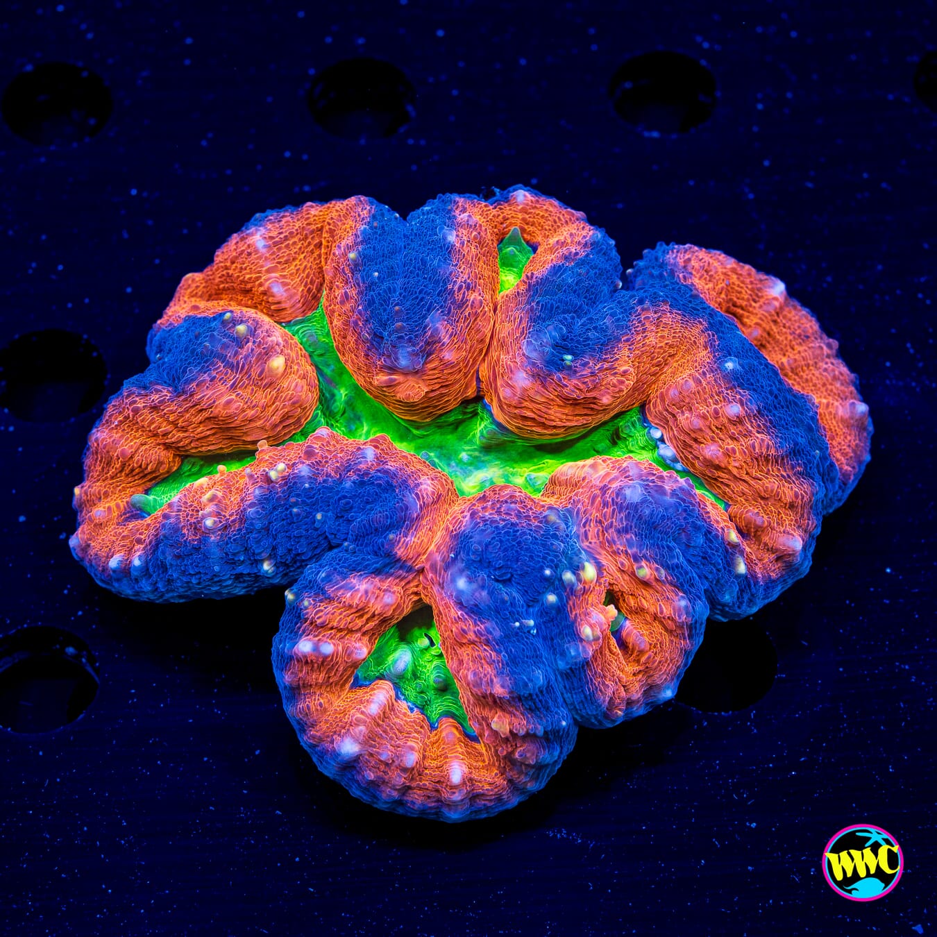 Alien Slime Pool Lobophyllia - Daylight Photo