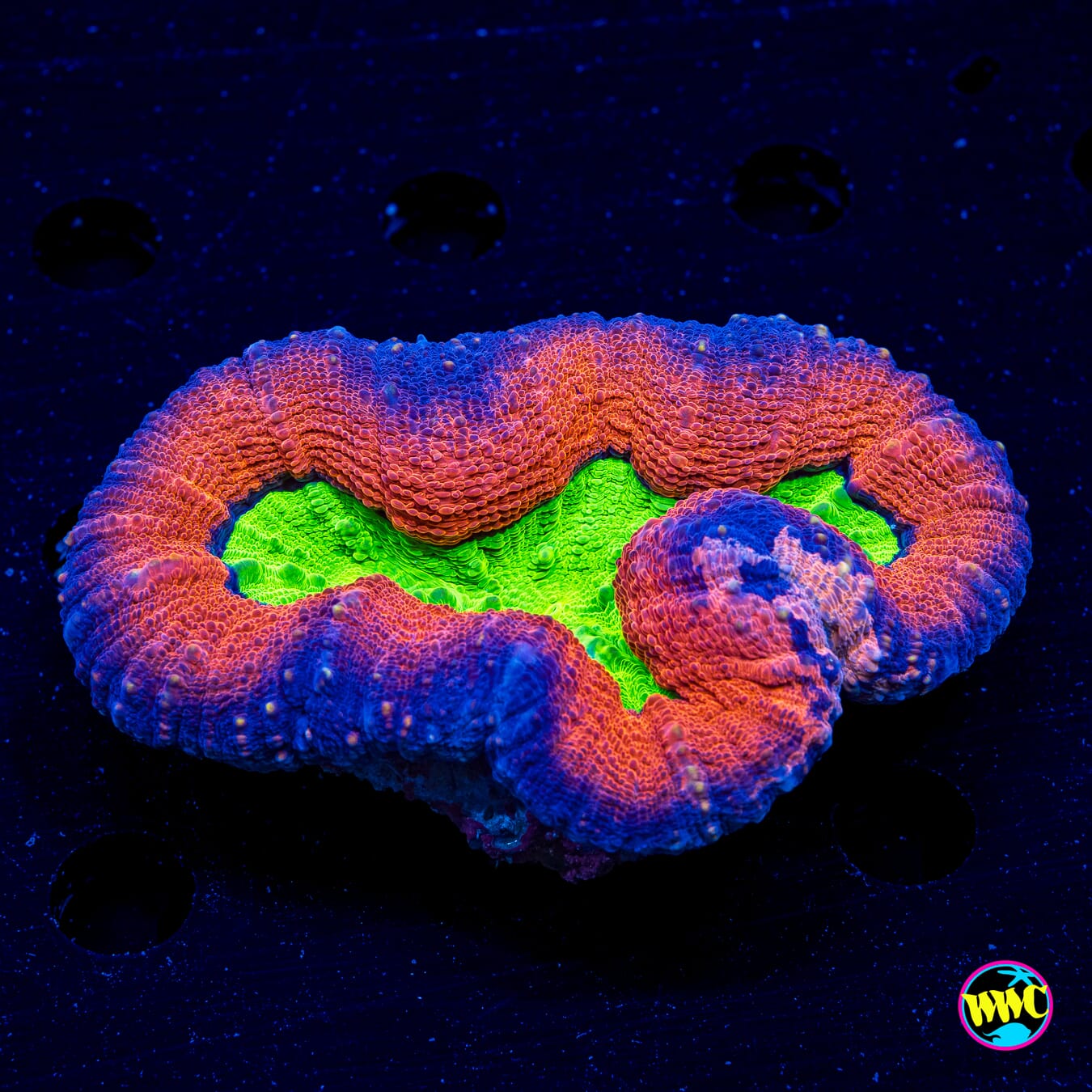 Alien Slime Pool Lobophyllia - Daylight Photo