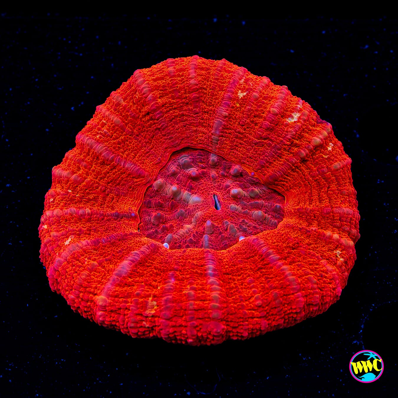 Super Cherry Red Scolymia - Daylight Photo