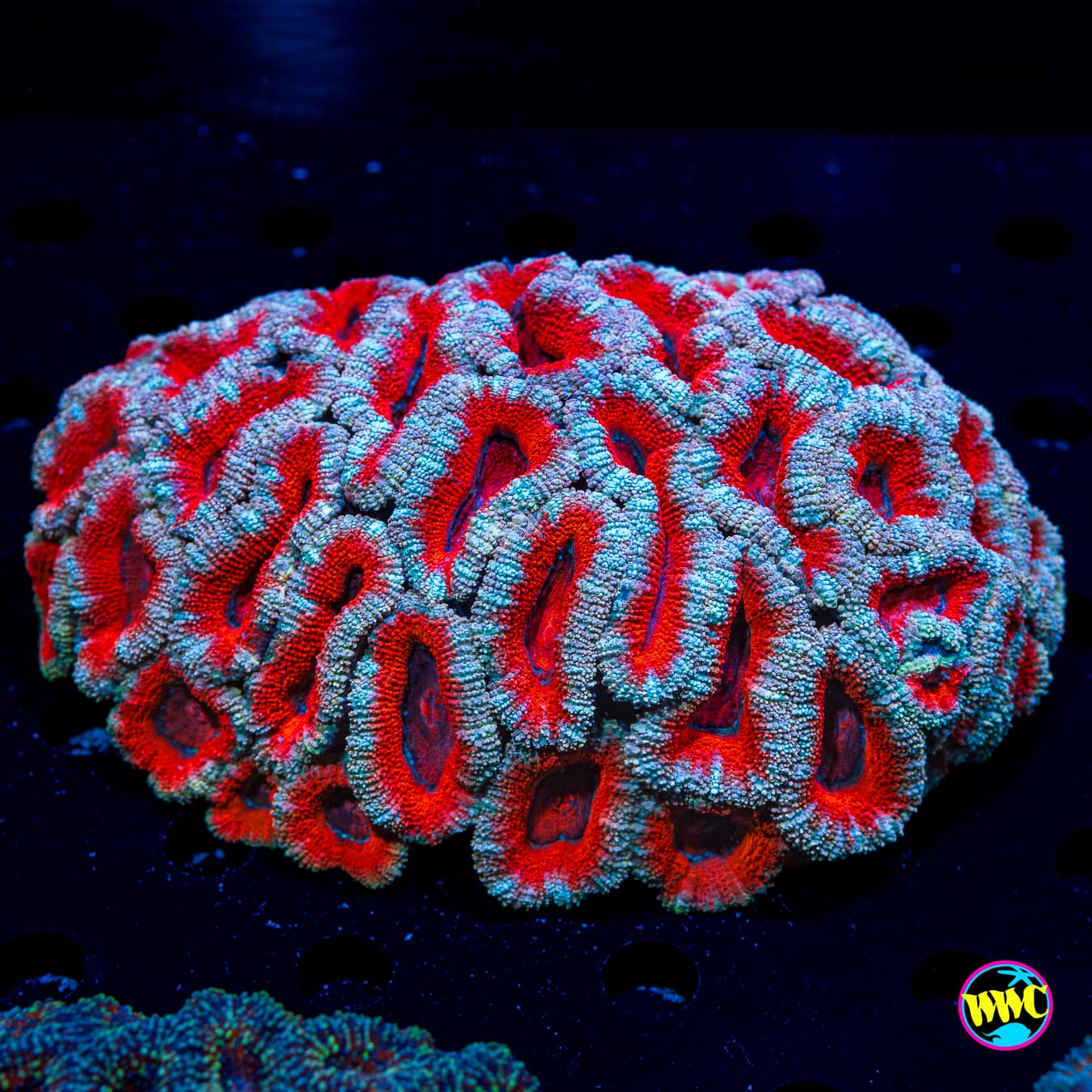 Silver Rim Aussie Lord - Daylight Photo