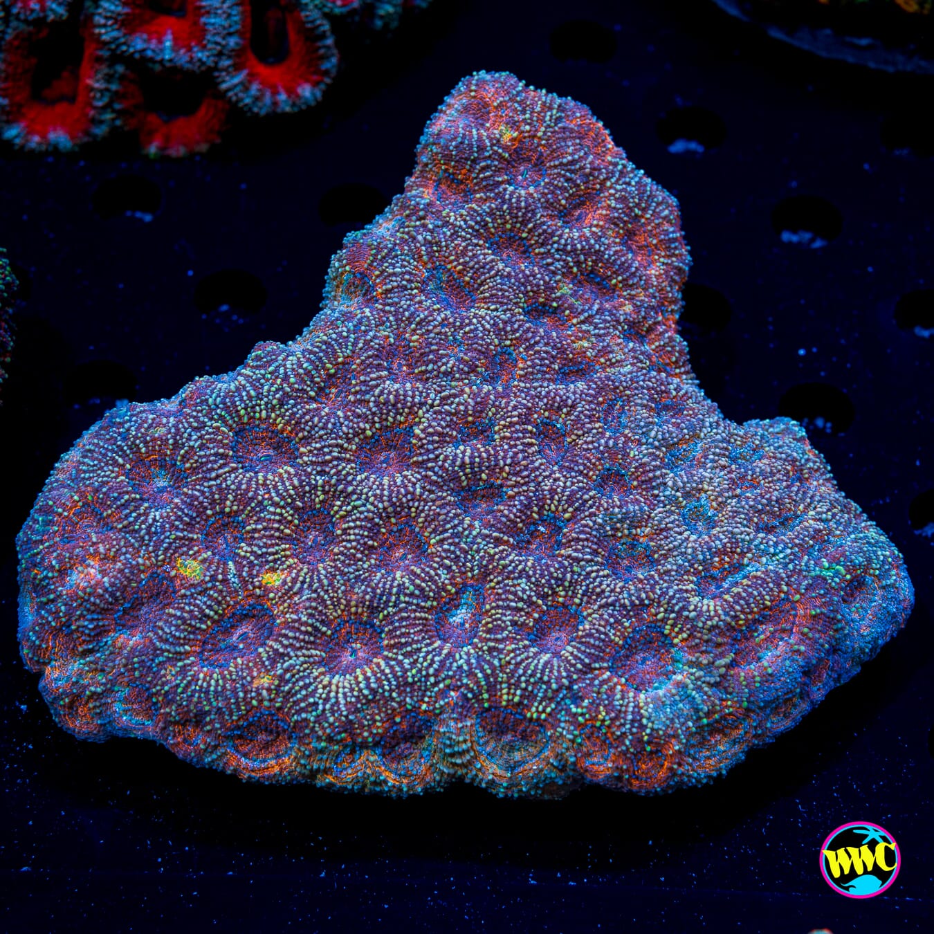 Kaleidoscope Echinata - Daylight Photo