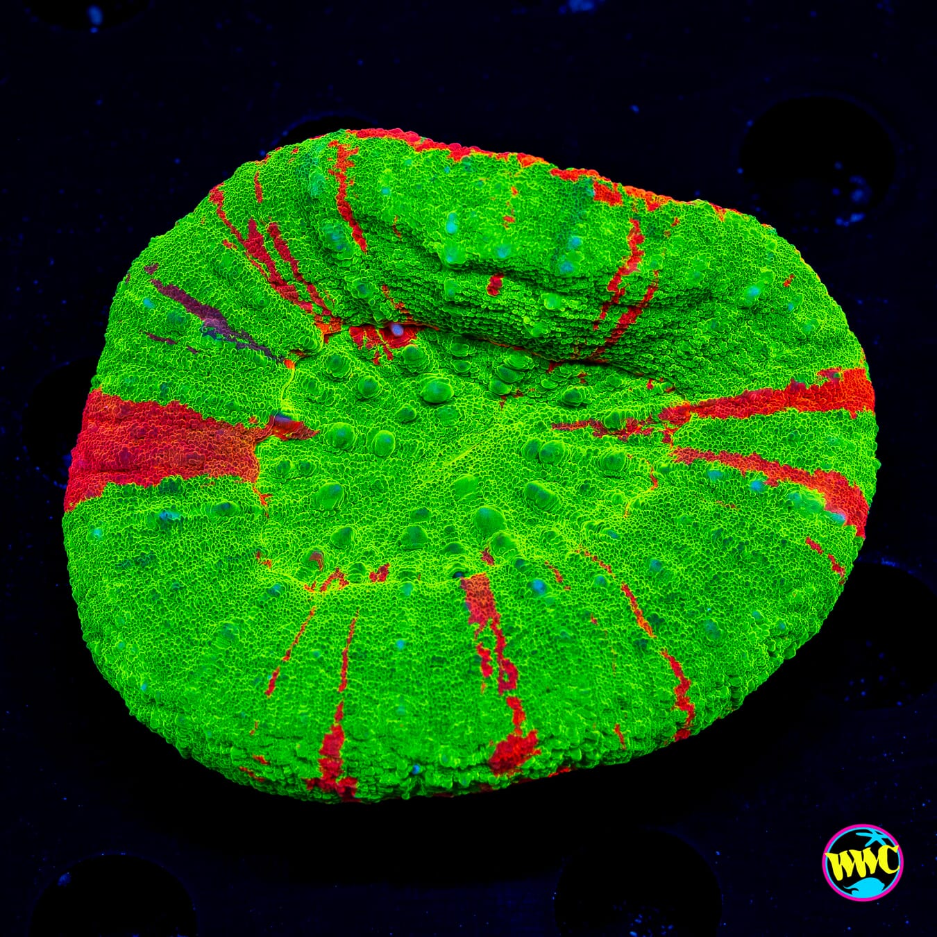 Bleeding Apple Scolymia - Daylight Photo