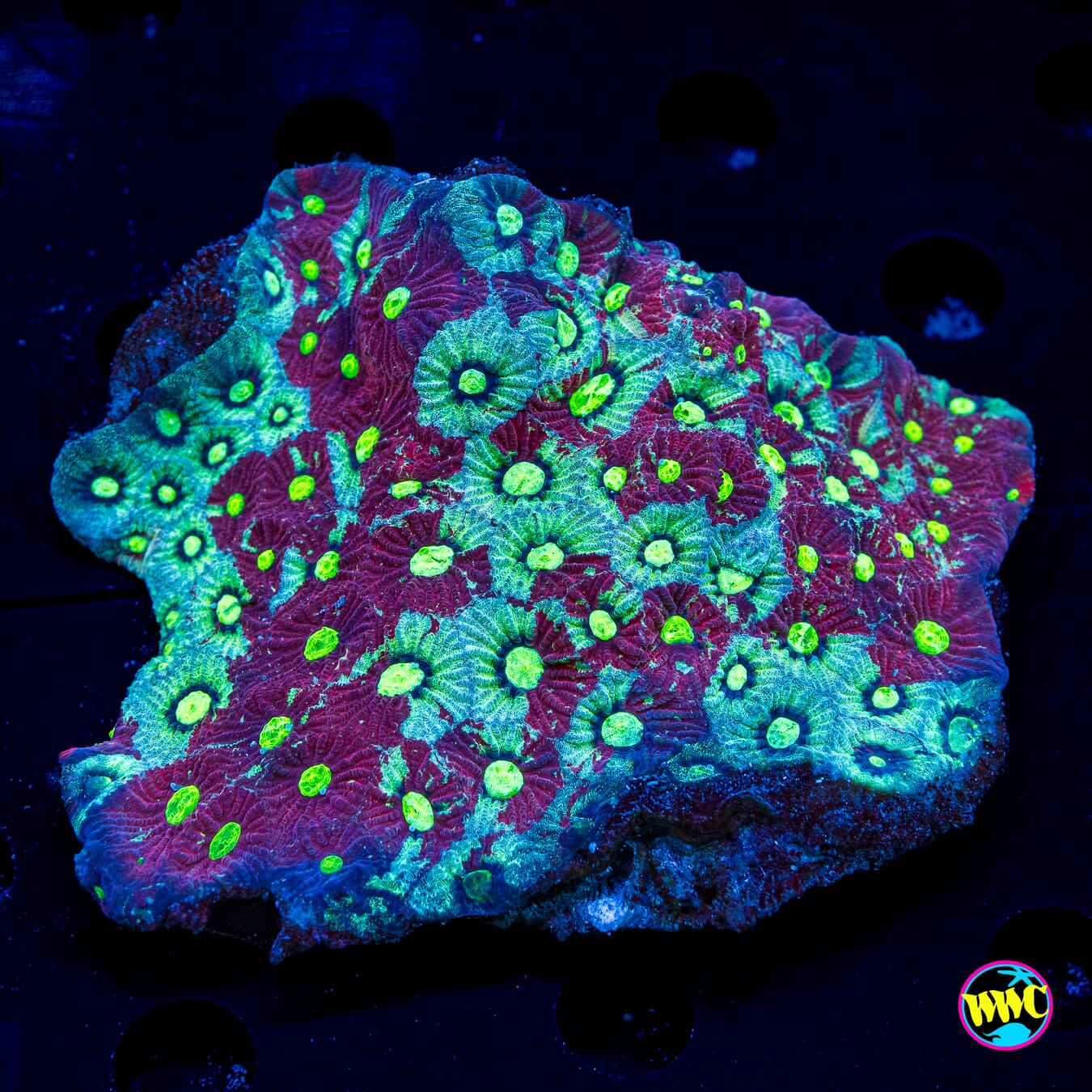 Bicolor War Coral - Daylight Photo