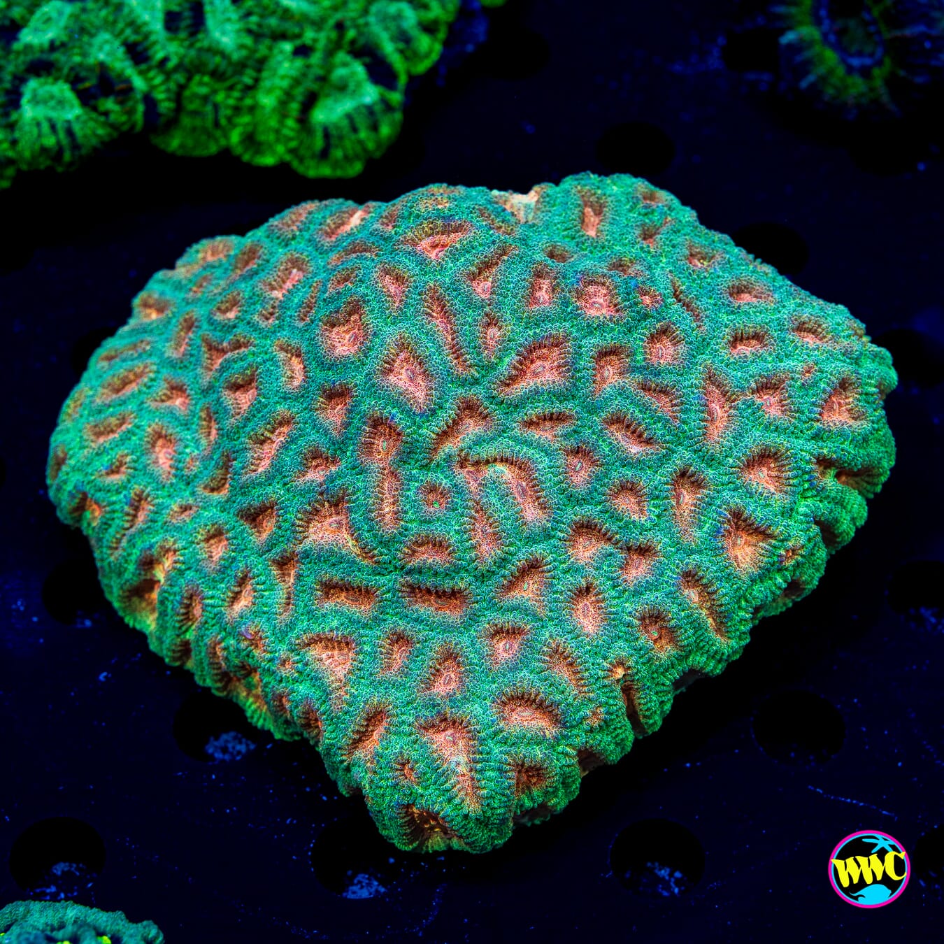 Honey Pot Favia - Daylight Photo