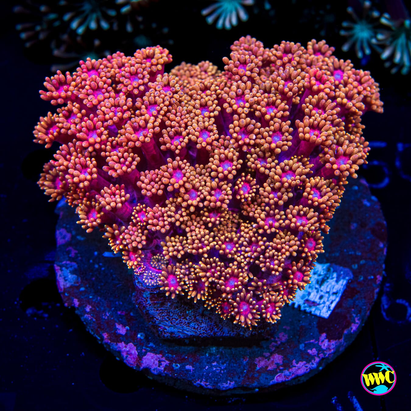 Mai Tai Micro Goniopora - Daylight Photo