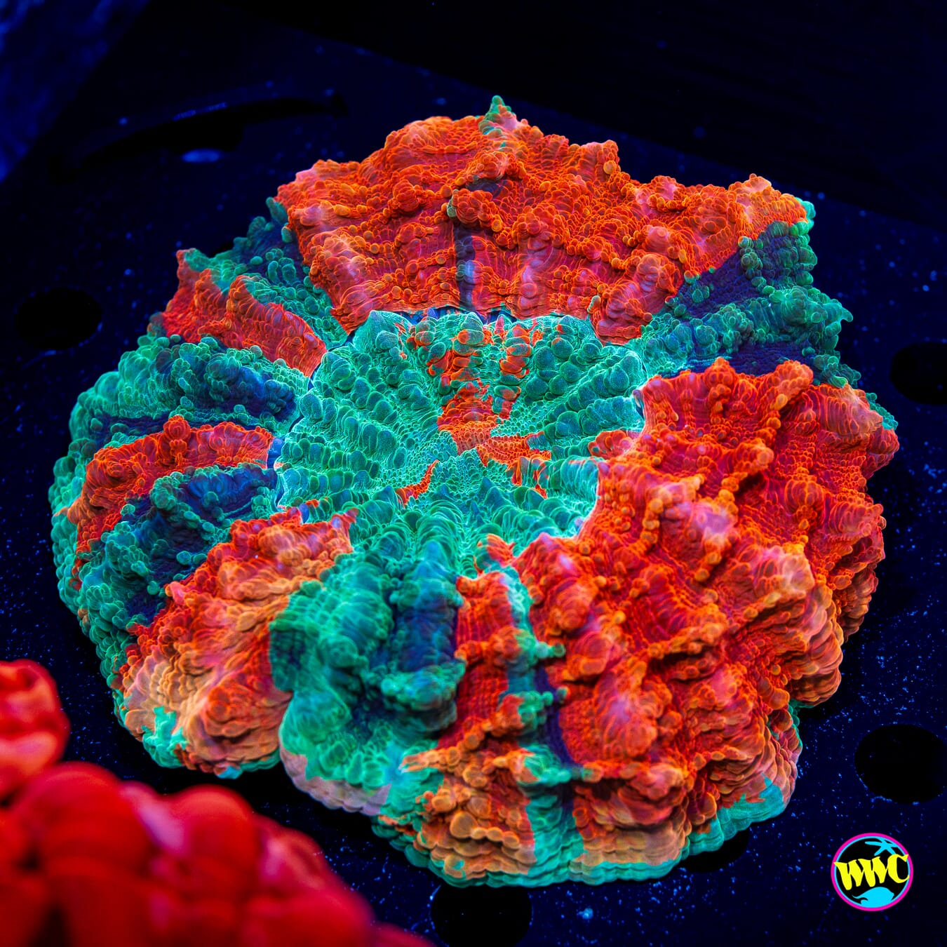 God of Fire Acanthophyllia - Daylight Photo