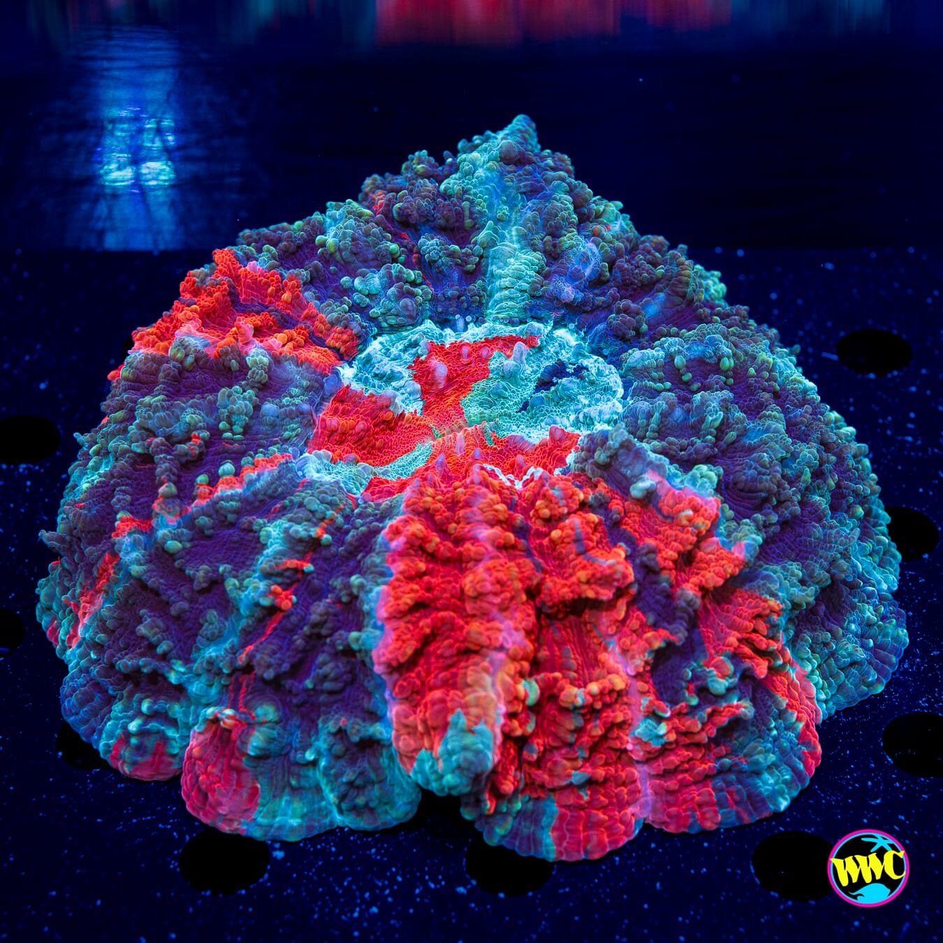 Arctic Lava Flow Acanthophyllia - Daylight Photo