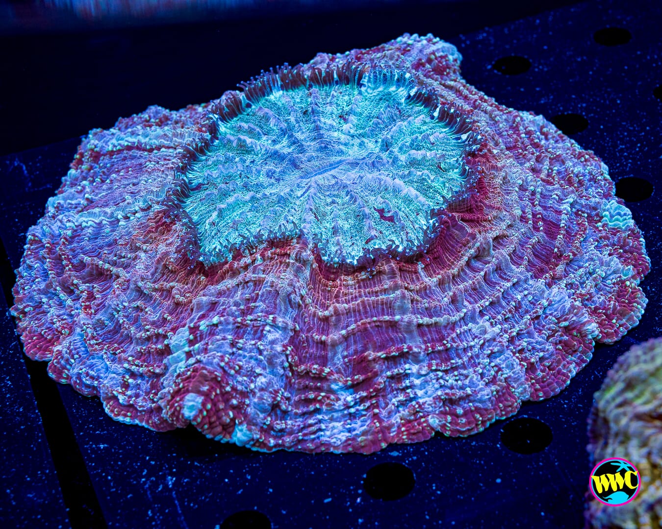 Polar Vortex Acanthophyllia - Daylight Photo