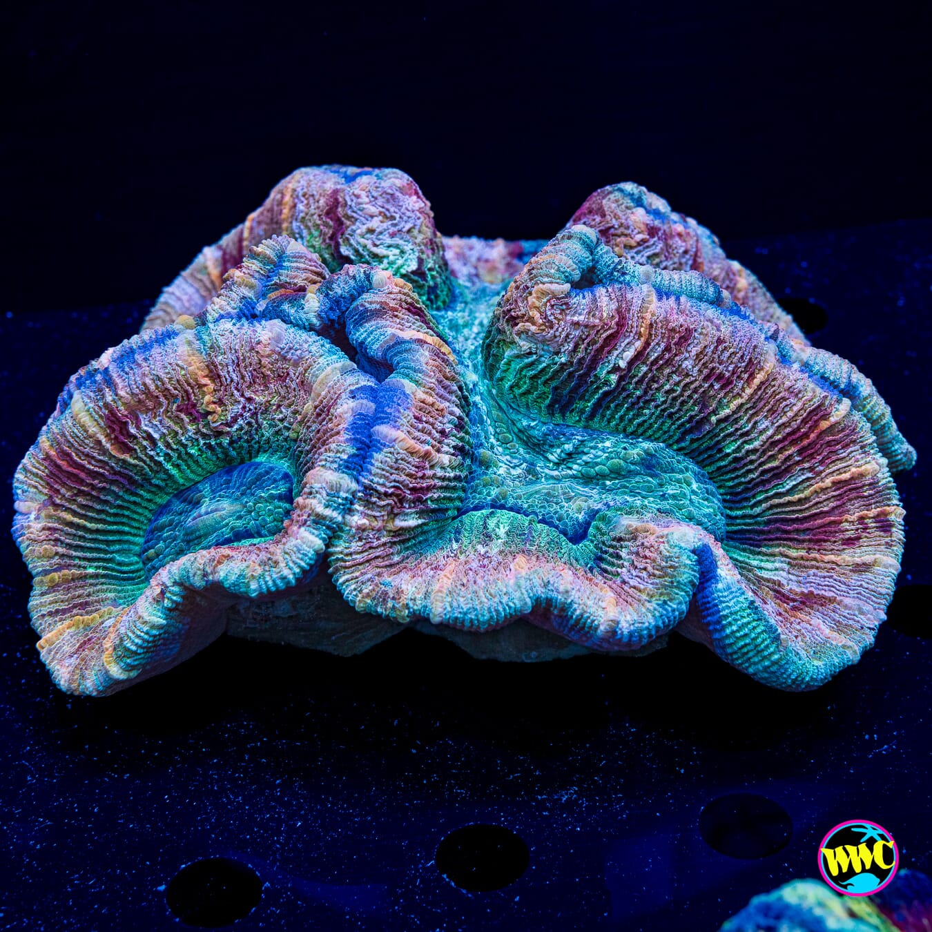 Lavender Loom Trachyphyllia - Daylight Photo